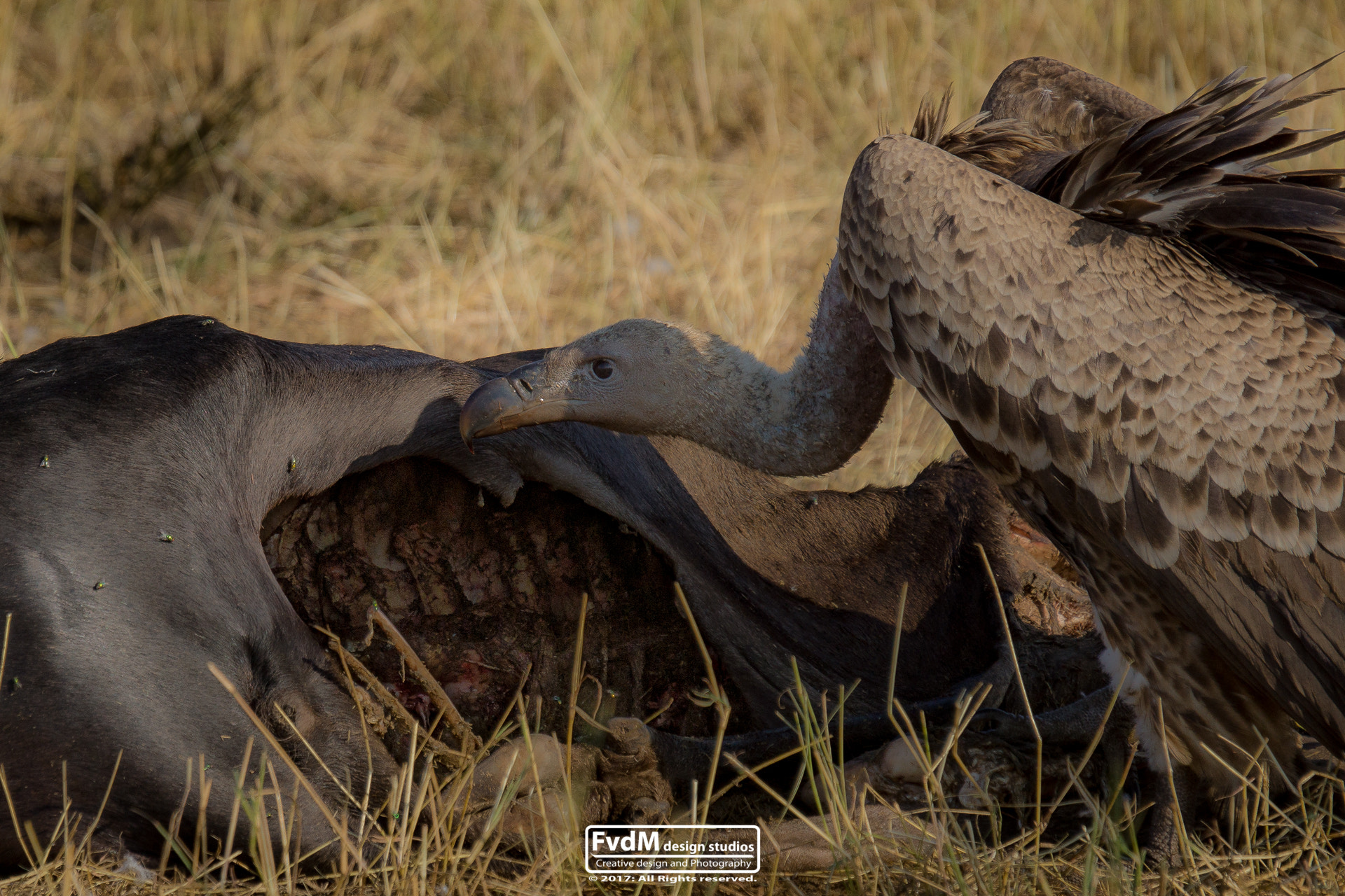 Sony SLT-A77 sample photo. Life and dead... photography