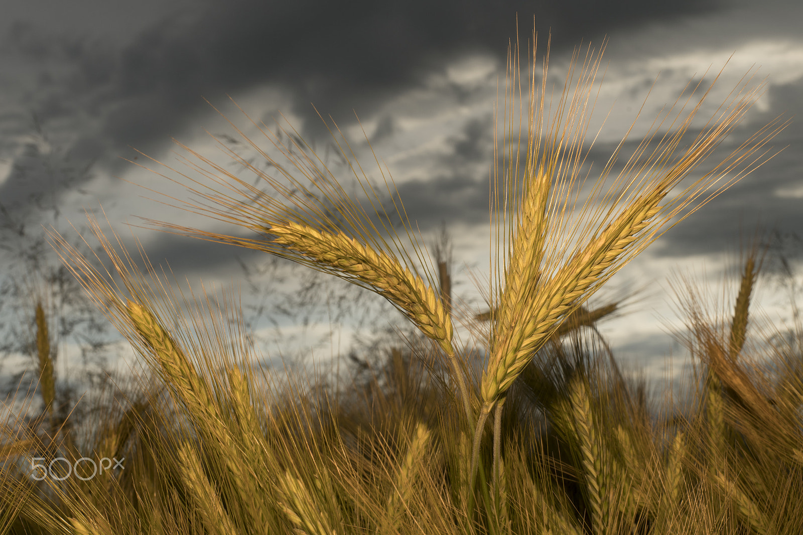 Nikon D500 + Nikon AF Nikkor 50mm F1.4D sample photo. Barley in the field, crop field photography