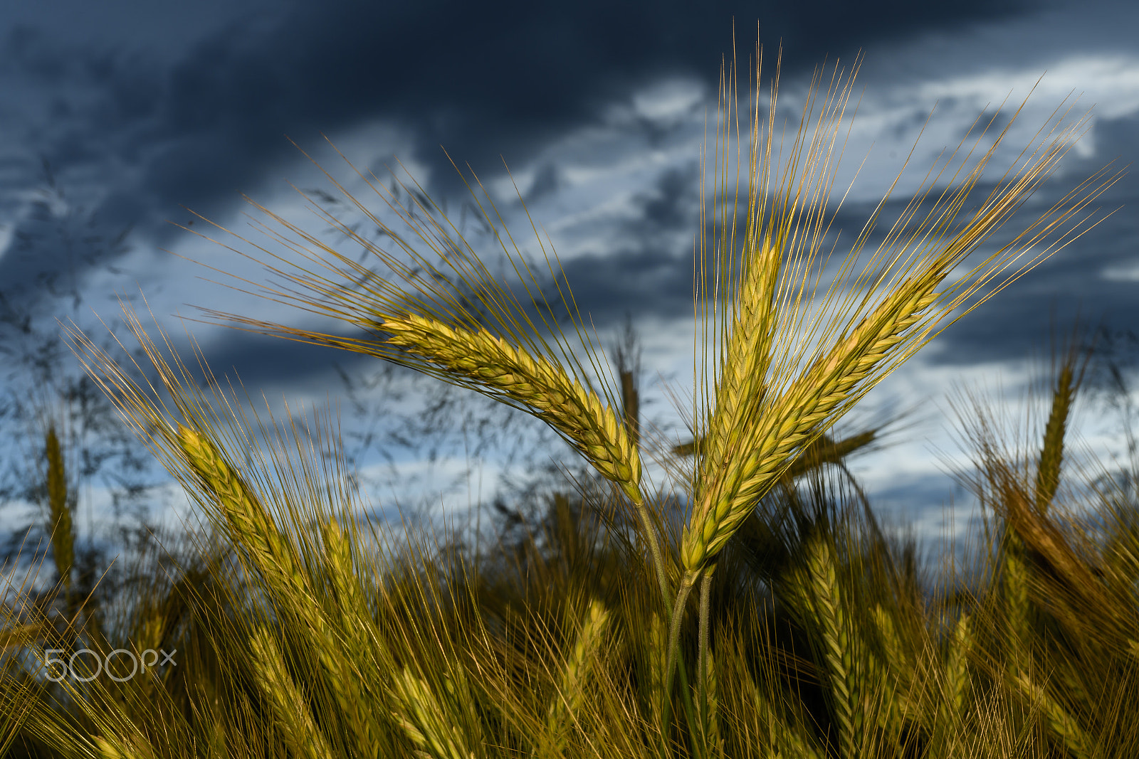 Nikon D500 + Nikon AF Nikkor 50mm F1.4D sample photo. Barley in the field, crop field photography