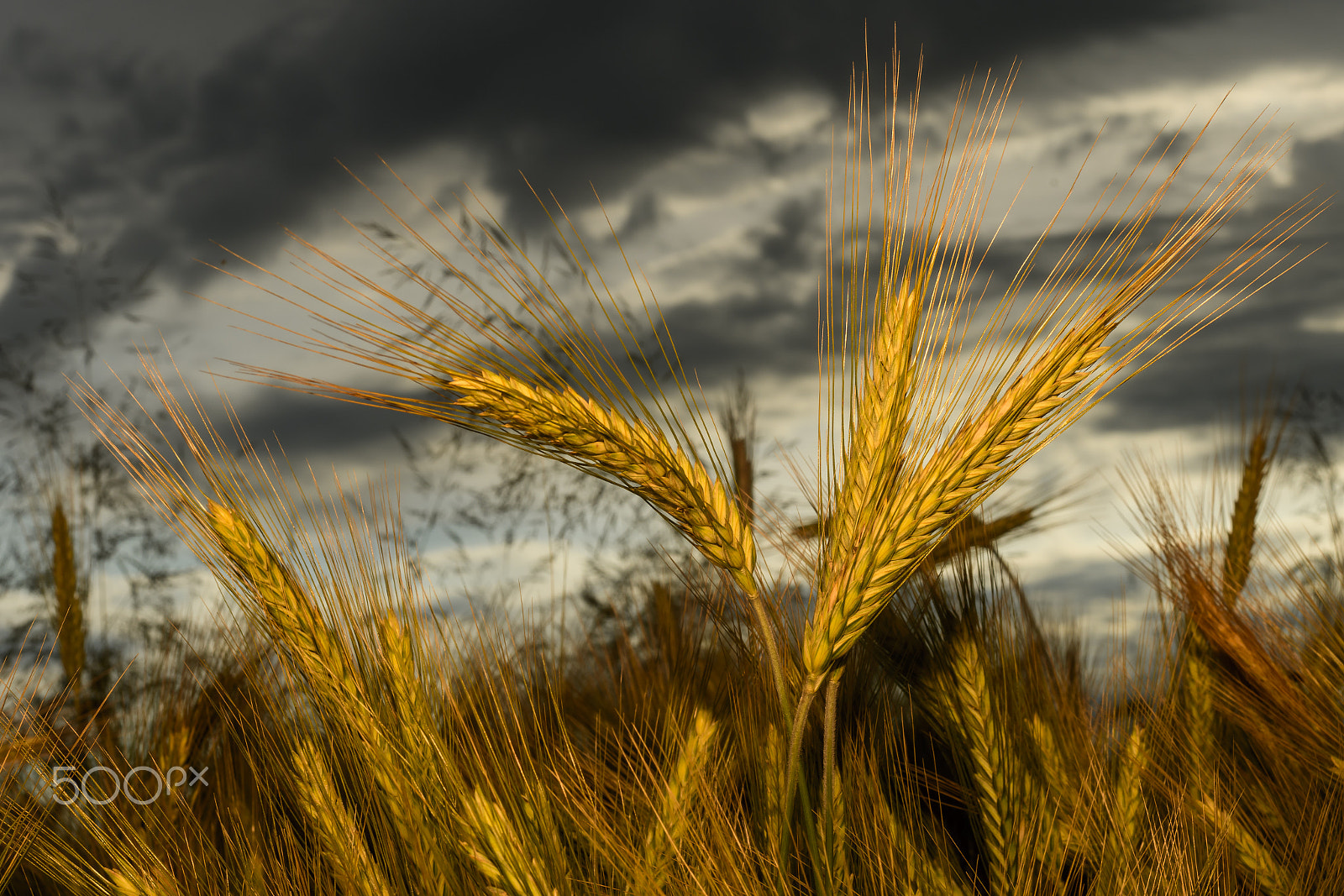 Nikon D500 + Nikon AF Nikkor 50mm F1.4D sample photo. Barley in the field, crop field photography