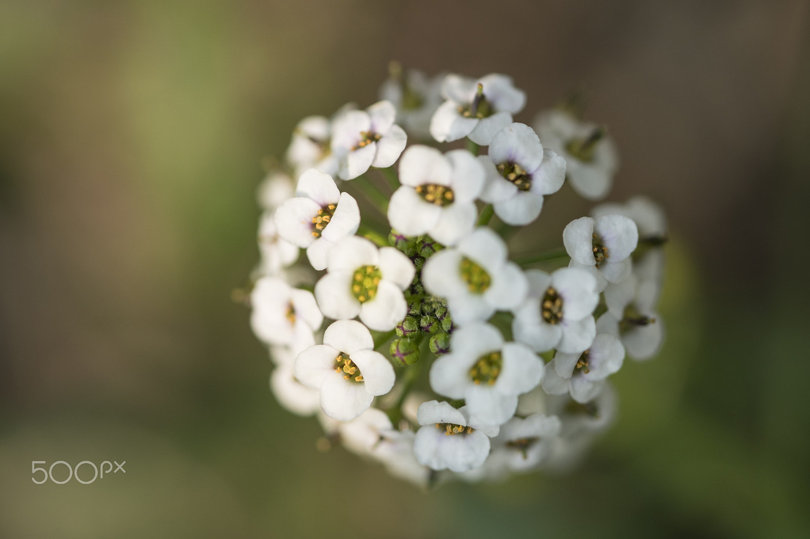 Sony a6500 sample photo. White flowers photography