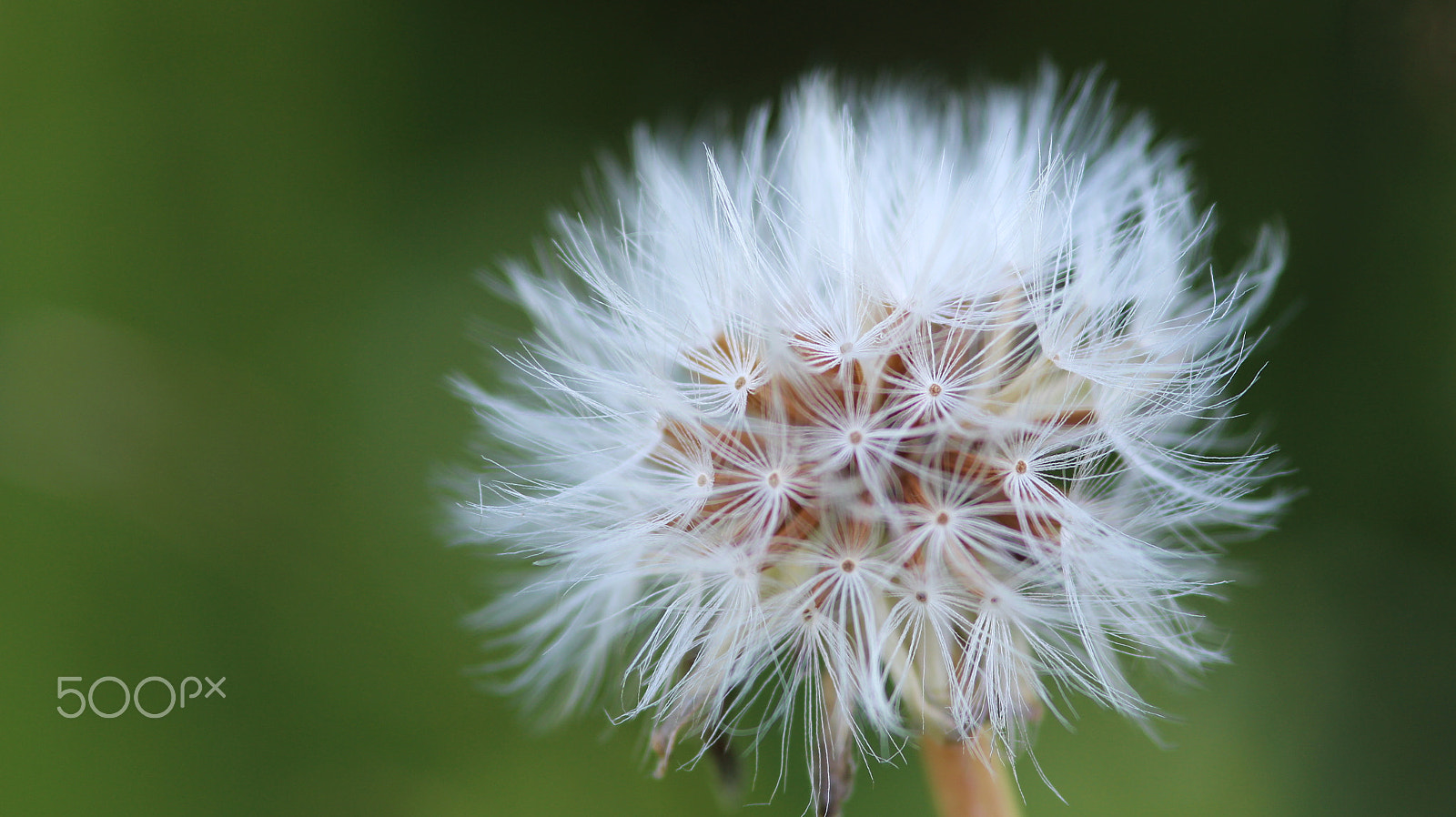 Sigma 105mm F2.8 EX DG Macro sample photo. Blowball photography