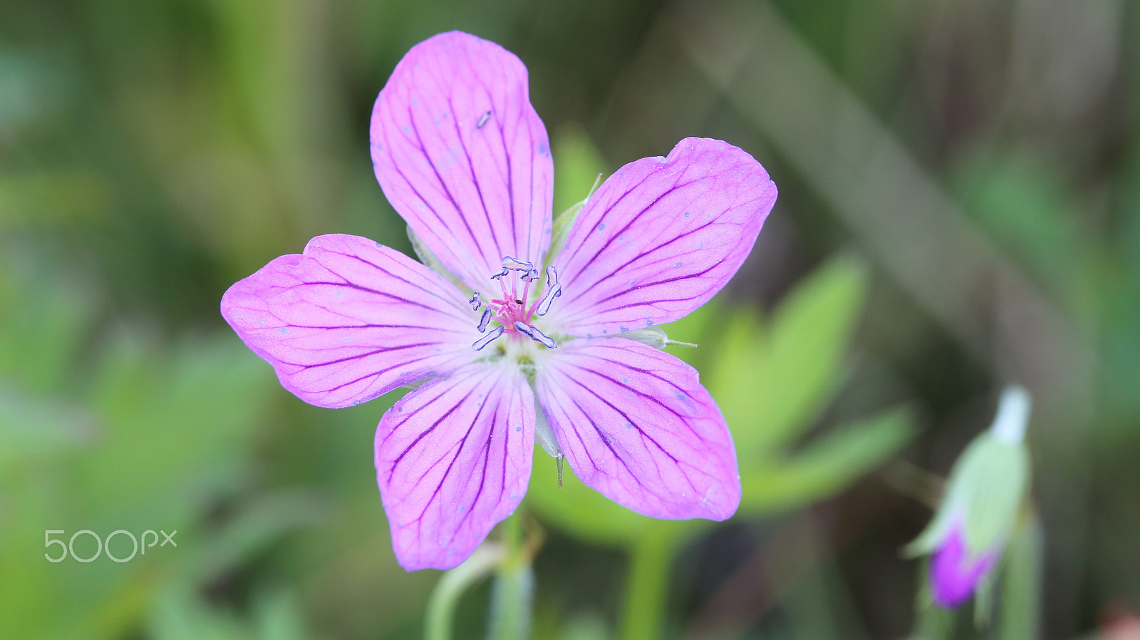 Sigma 105mm F2.8 EX DG Macro sample photo. Mayflower photography