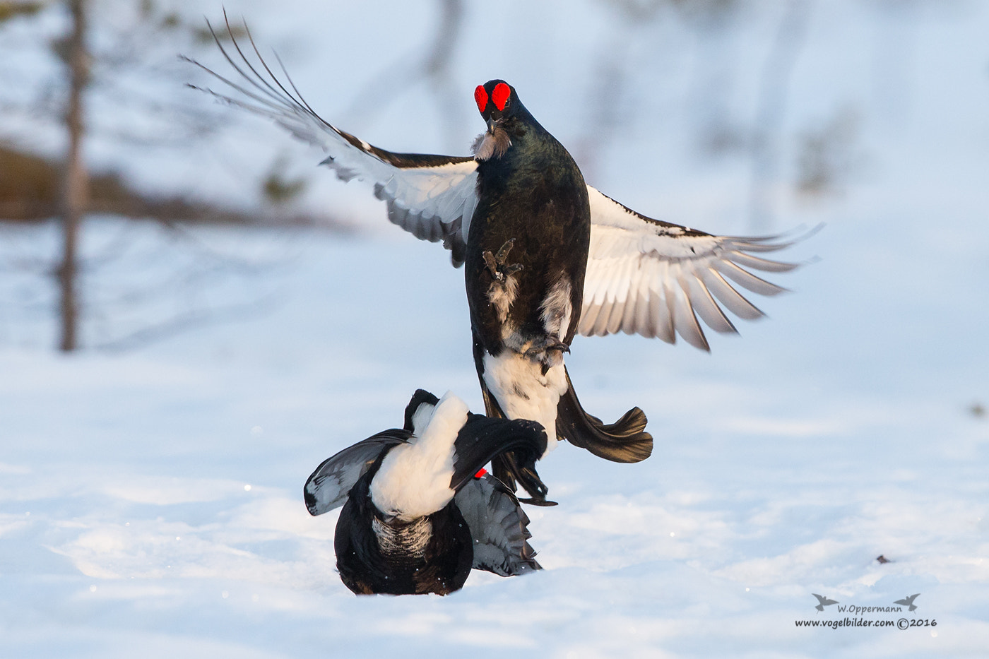 Canon EF 600mm F4L IS II USM sample photo. Birkhuhn  / black grouse  photography