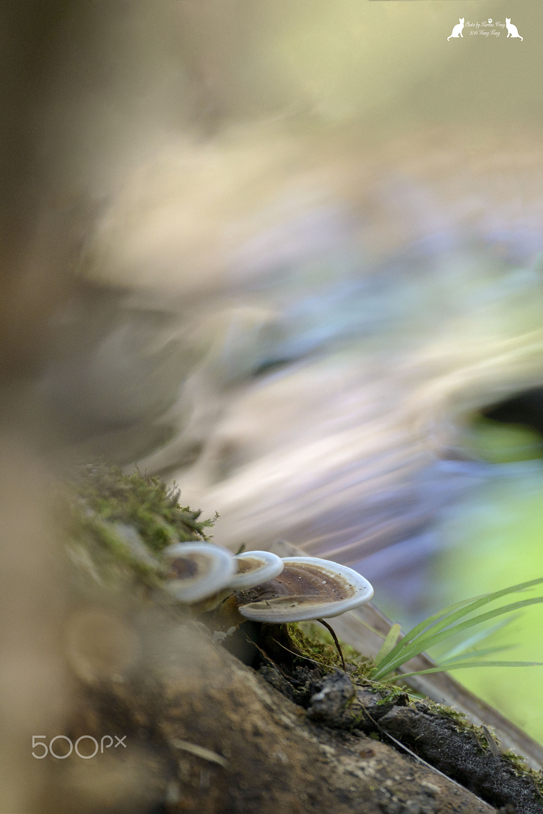 Nikon D800E sample photo. Mushrooms in the tree photography