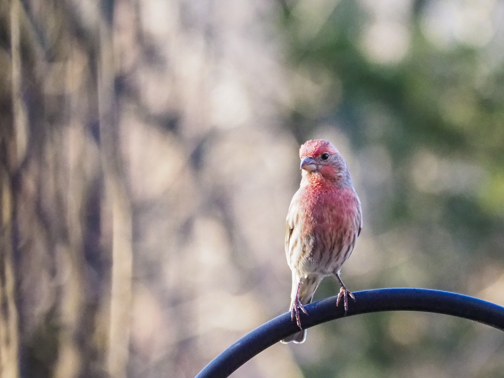 Olympus OM-D E-M1 Mark II sample photo. At the feeder photography