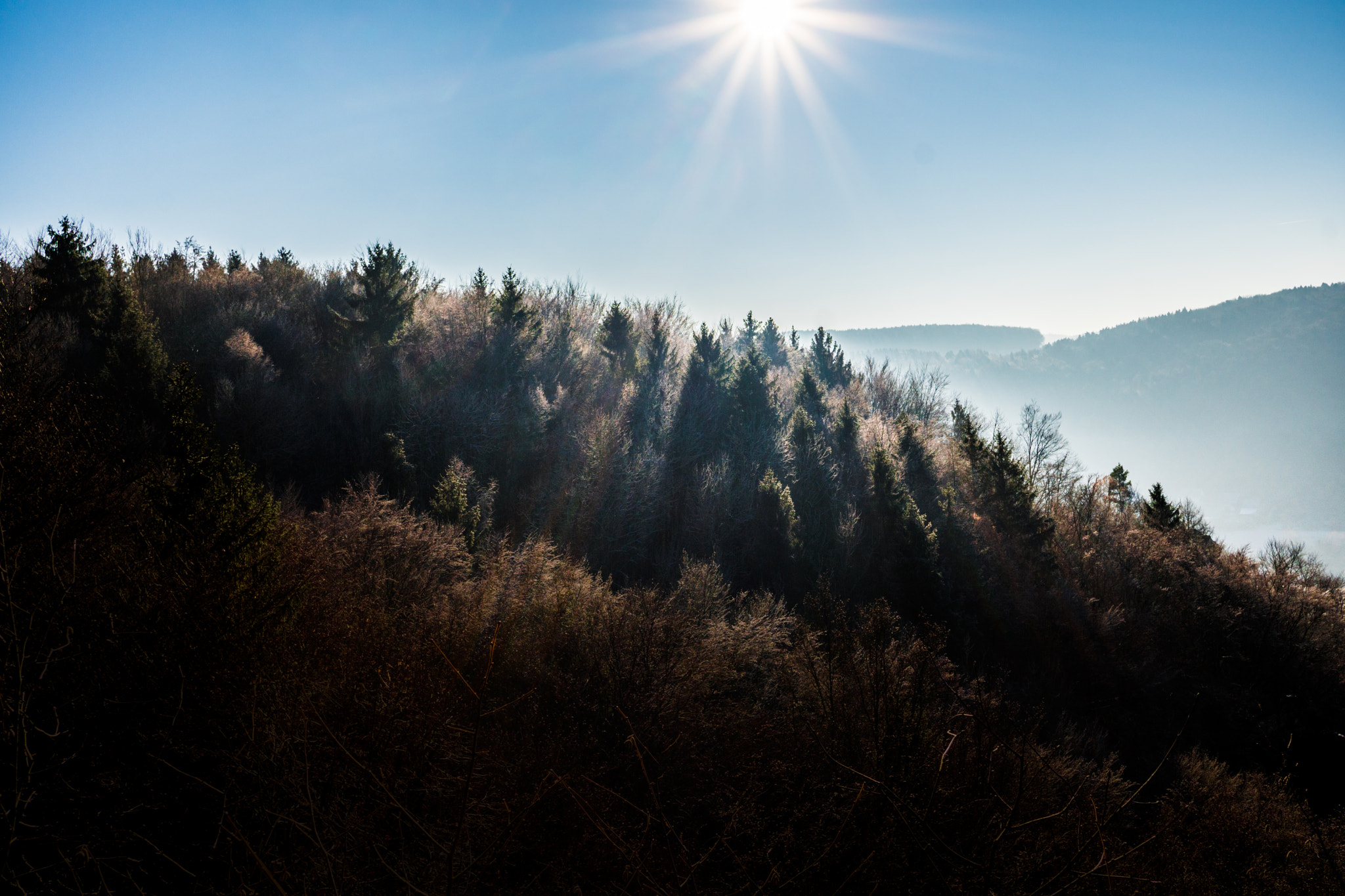Sony Sonnar T* E 24mm F1.8 ZA sample photo. Forrest 4 photography