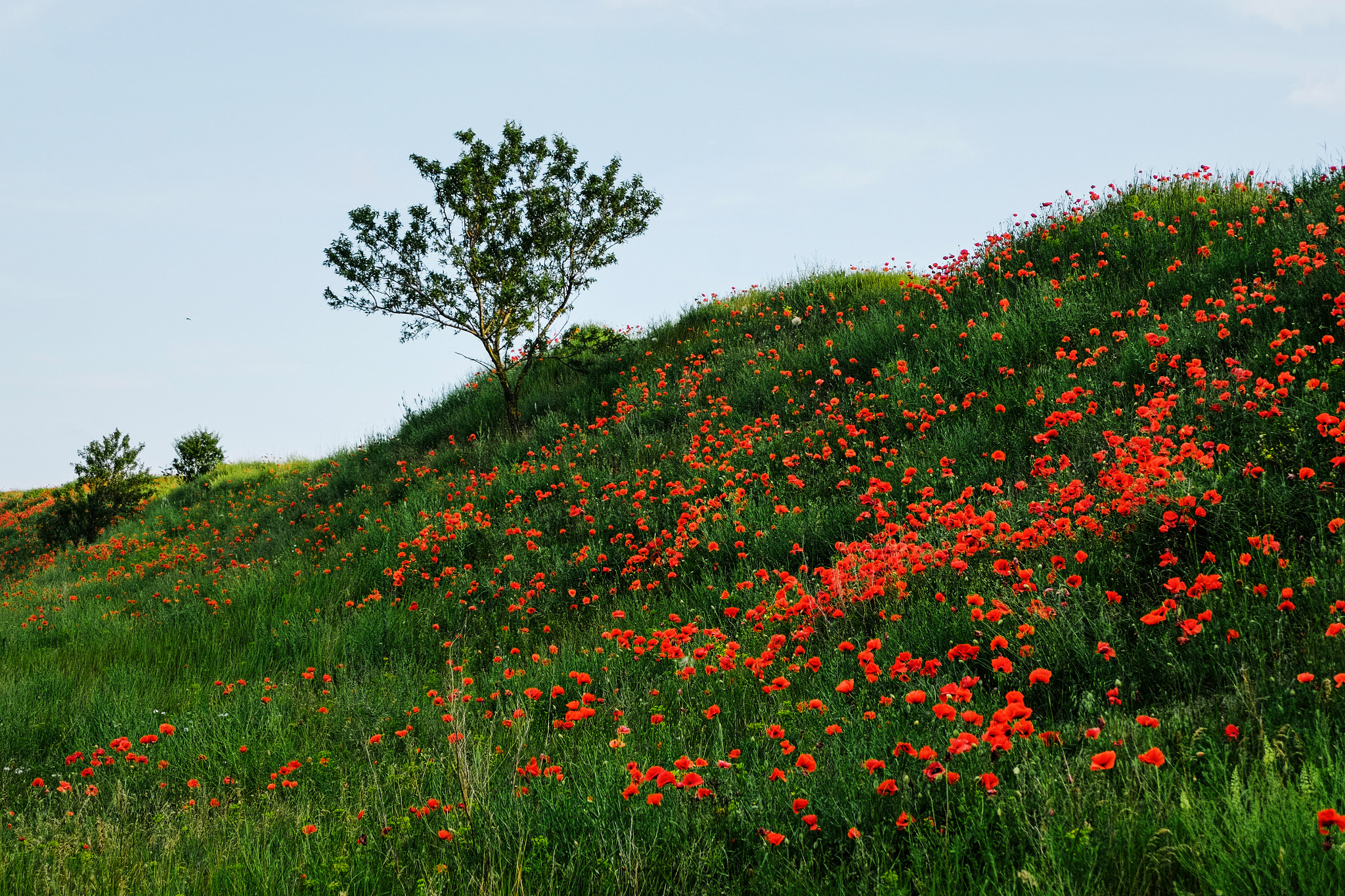 Fujifilm XC 16-50mm F3.5-5.6 OIS sample photo. Maquis photography