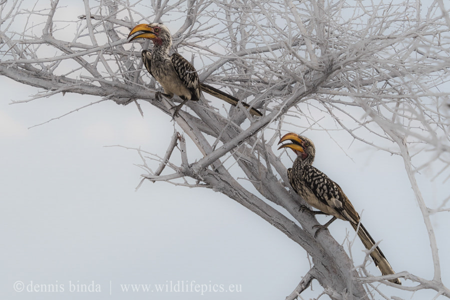 Olympus OM-D E-M5 II + Olympus M.Zuiko Digital ED 40-150mm F2.8 Pro sample photo. Yellowbills photography