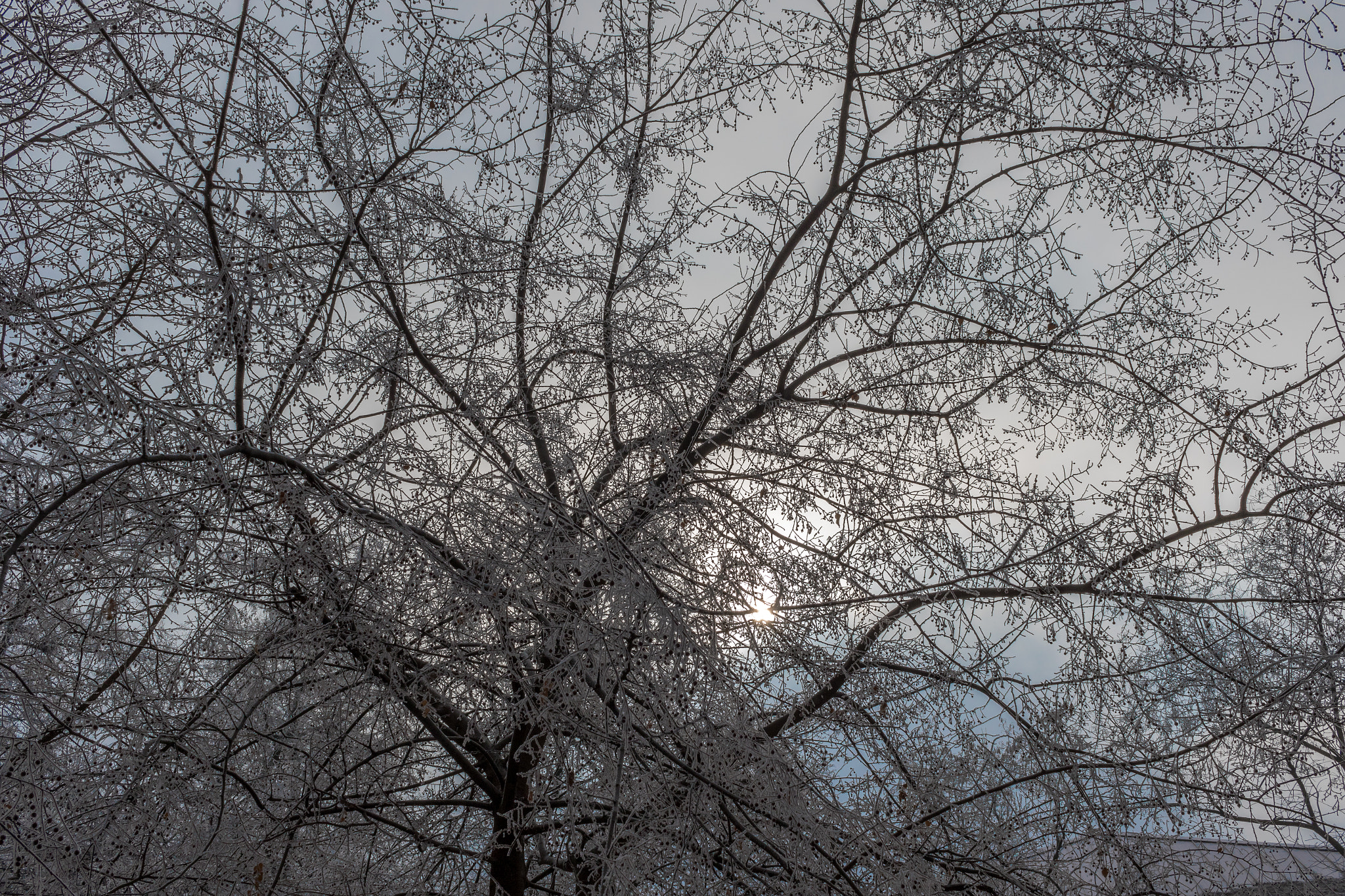 Canon EOS 7D Mark II sample photo. Winter's morning trees photography