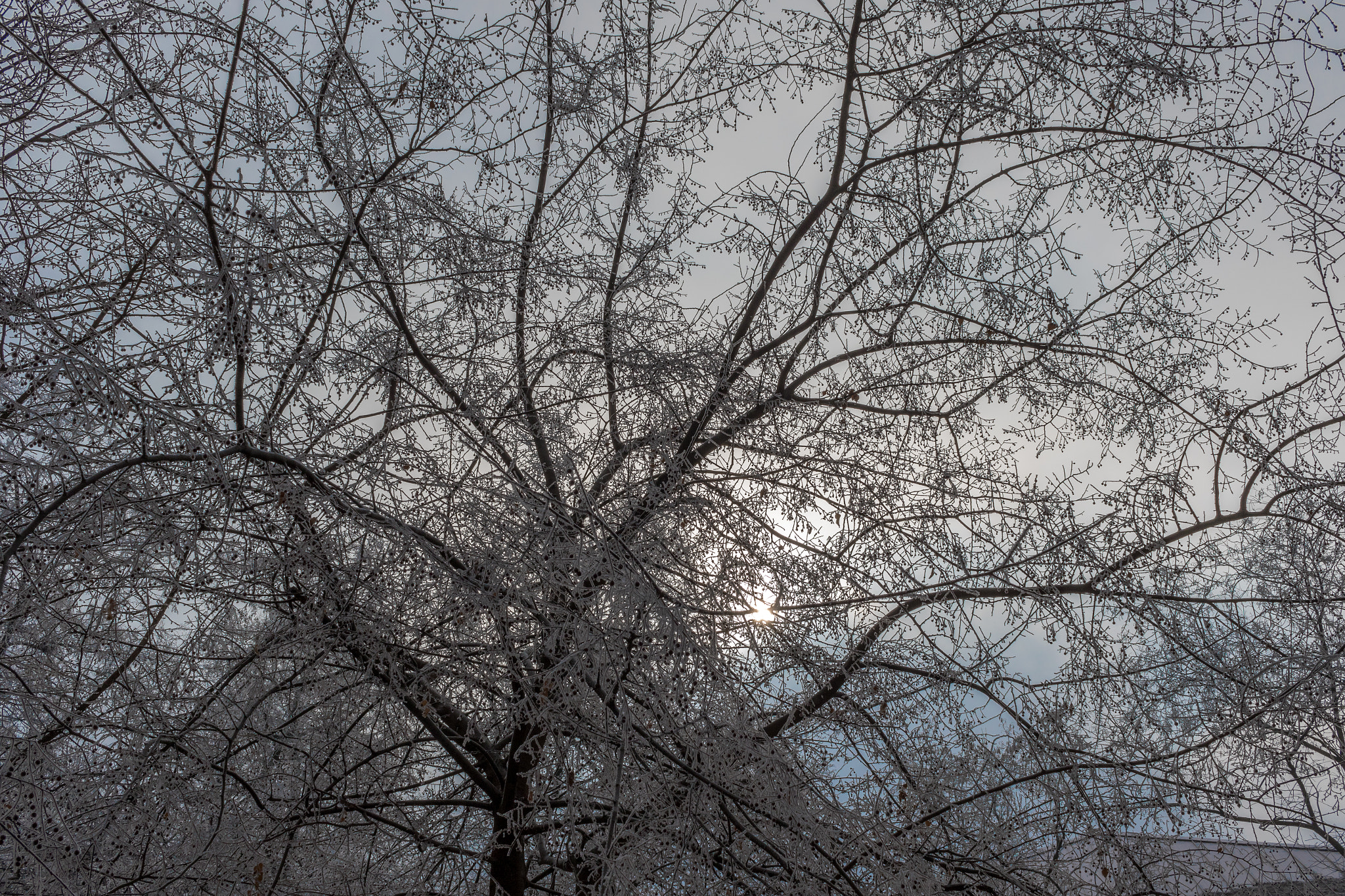 Canon EF-S 24mm F2.8 STM sample photo. Winter's morning trees photography