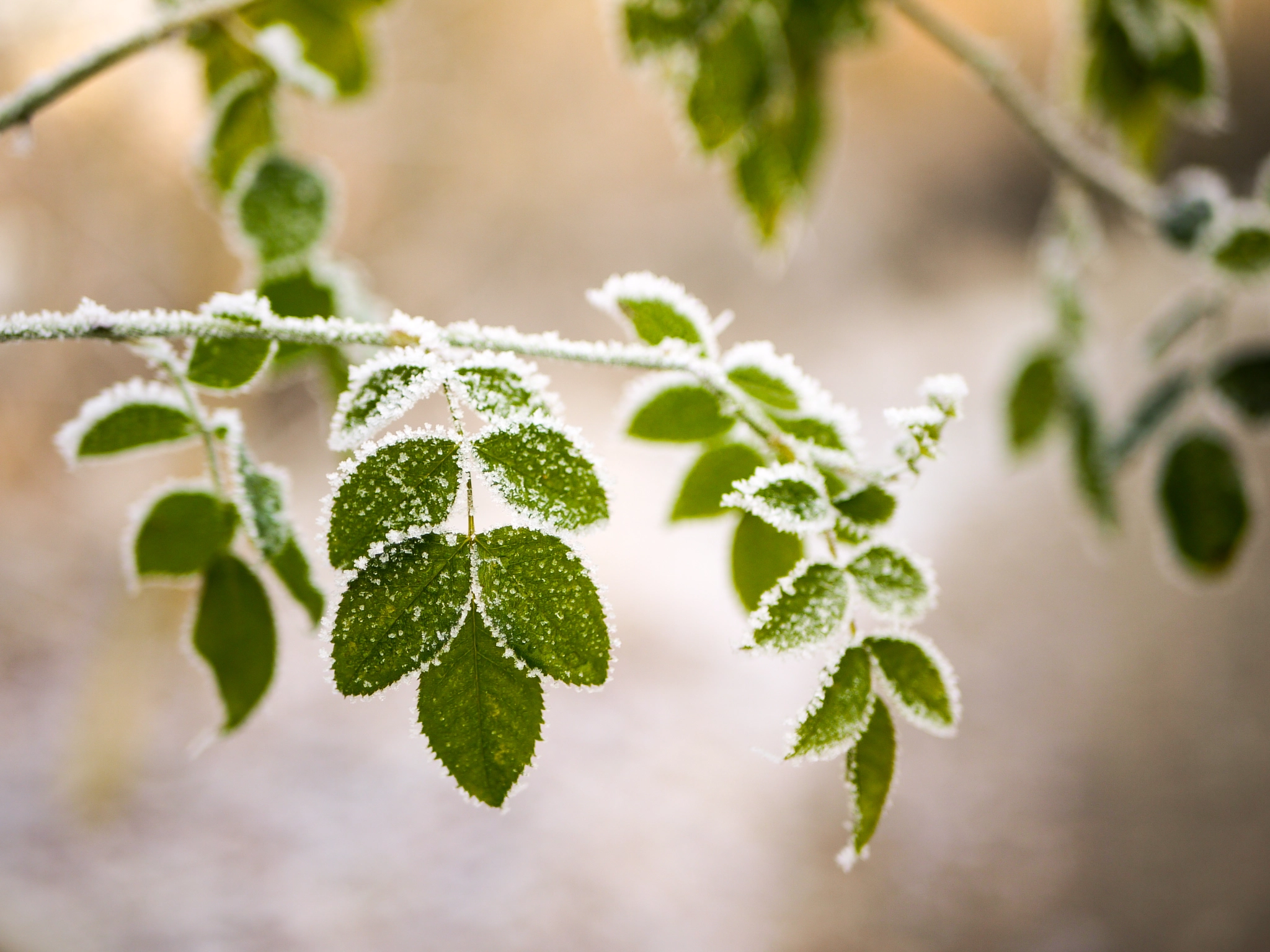 Panasonic Lumix DMC-G2 sample photo. Frozen green photography