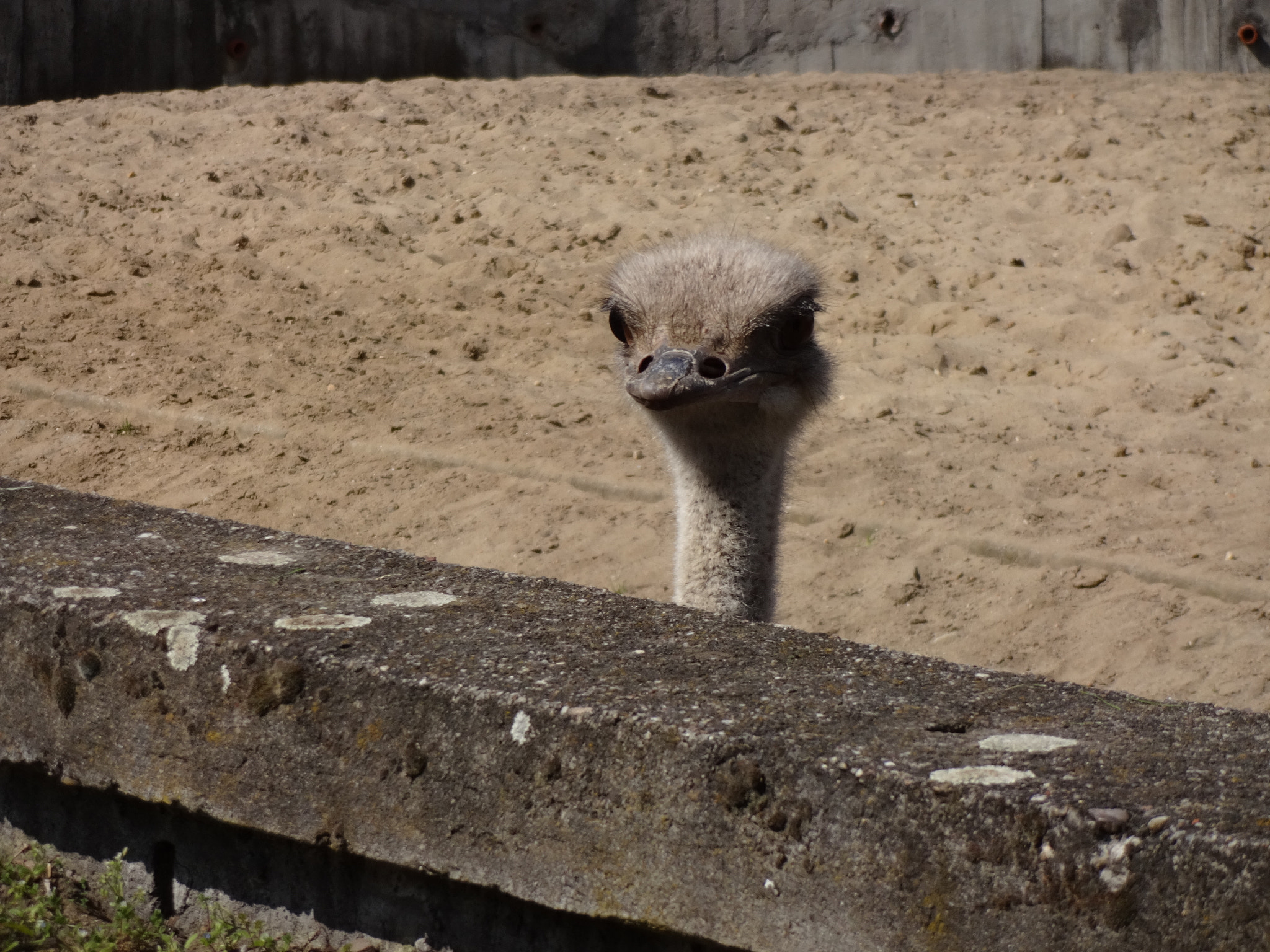 Sony DSC-WX200 sample photo. Ostrich photography