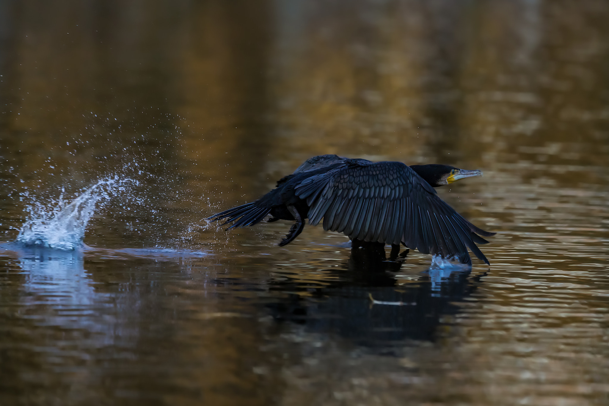 Canon EF 400mm F2.8L IS II USM sample photo. Cormoran..... photography