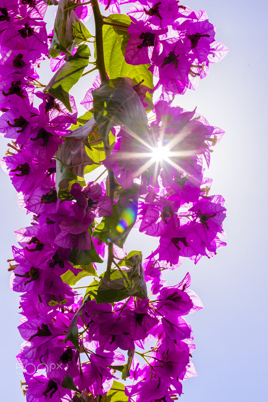 Nikon D600 + Sigma 105mm F2.8 EX DG OS HSM sample photo. Bougainvillea or paper flower treetop against blue sky photography