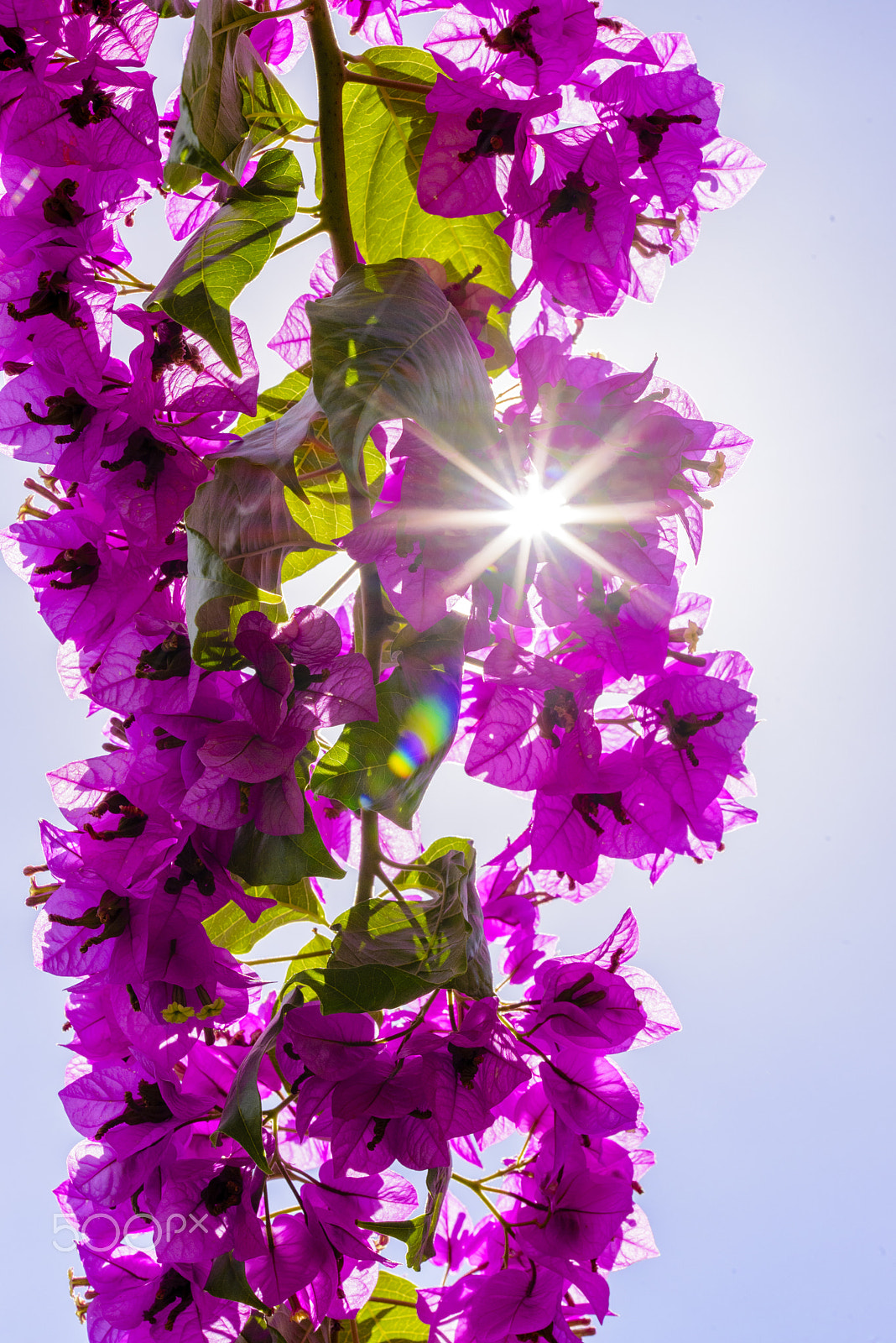 Sigma 105mm F2.8 EX DG OS HSM sample photo. Bougainvillea or paper flower treetop against blue sky photography