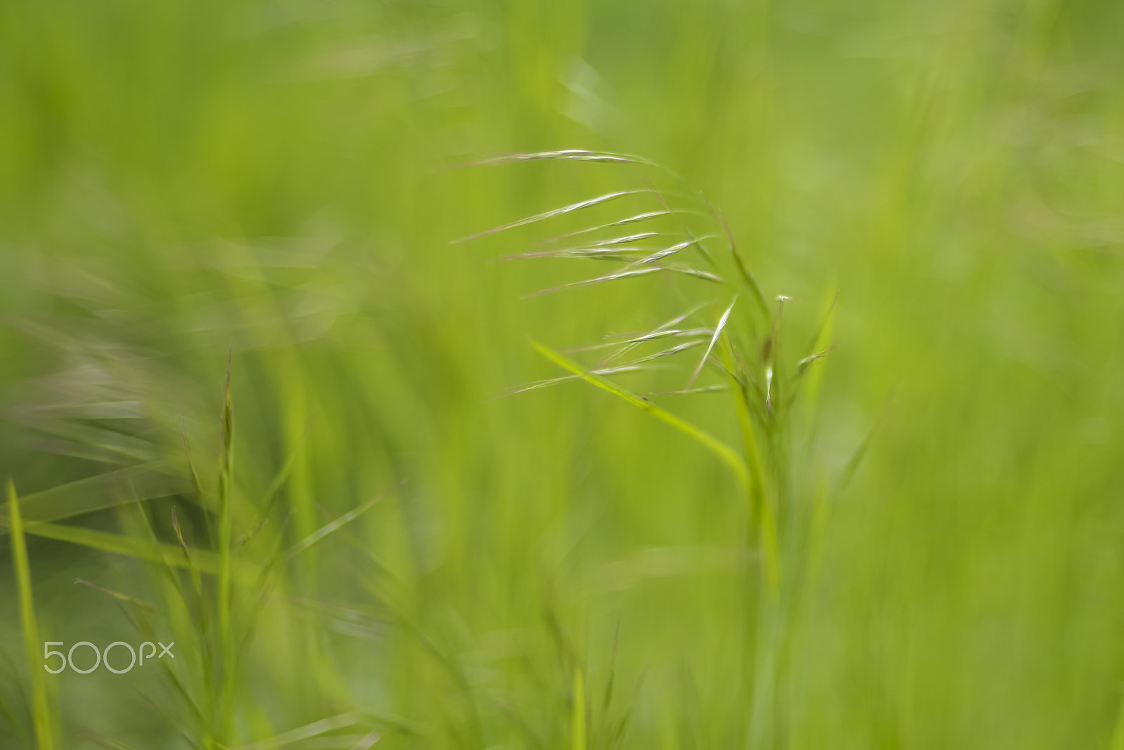 Nikon D600 + Nikon AF Nikkor 50mm F1.4D sample photo. Straw in the wind photography