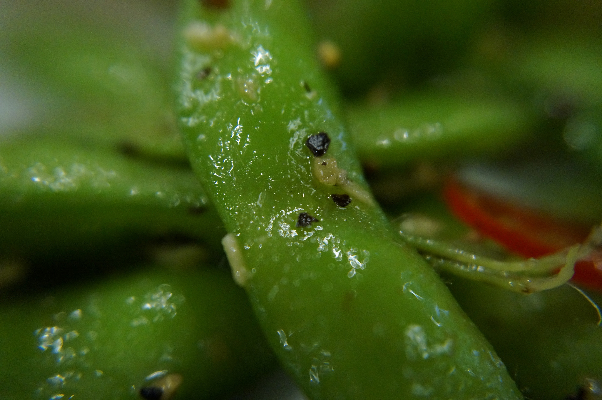 Sony Alpha NEX-5T + Sony E 18-50mm F4-5.6 sample photo. Green food photography