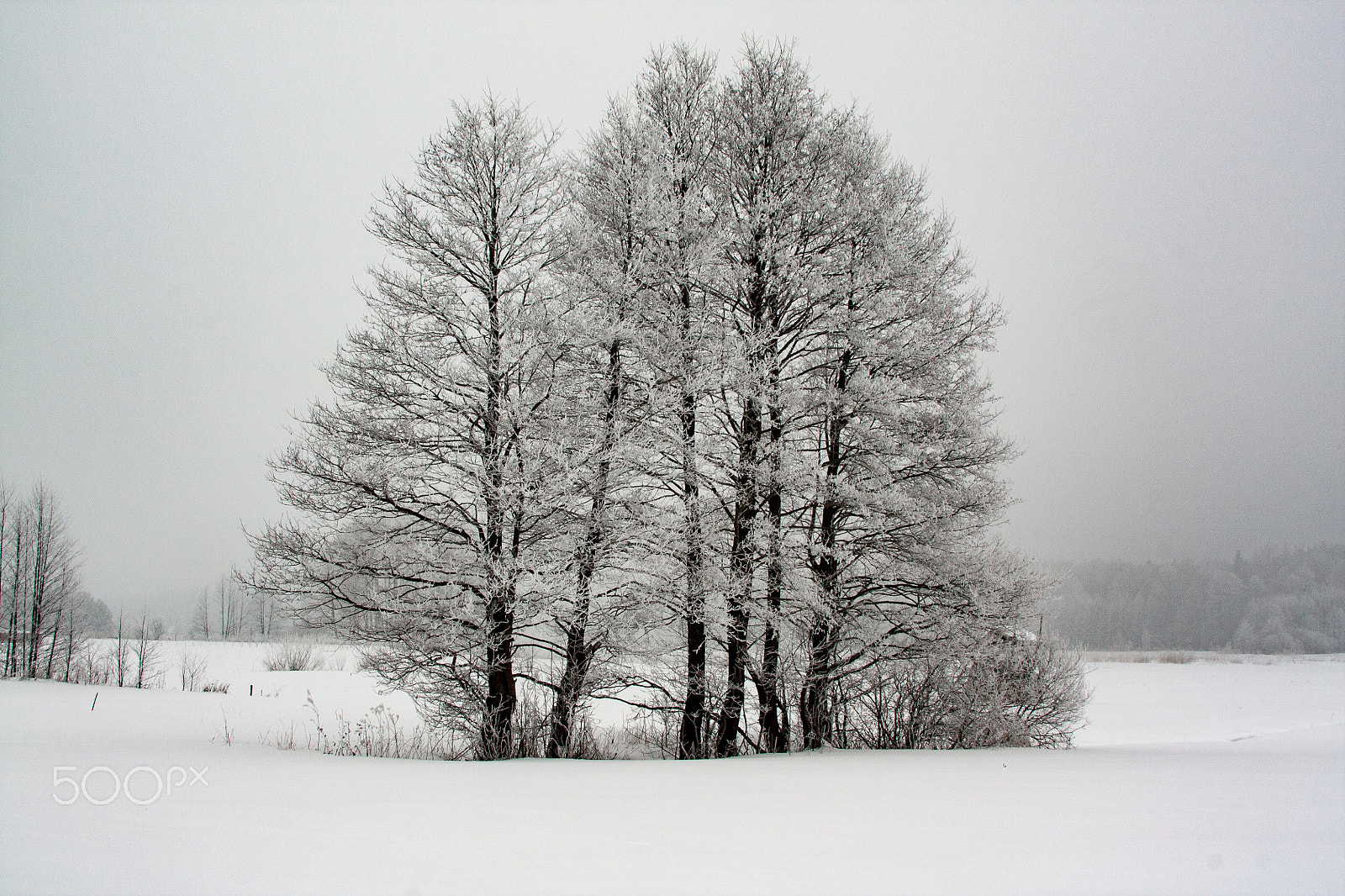 Canon EF 28-135mm F3.5-5.6 IS USM sample photo. Trees photography