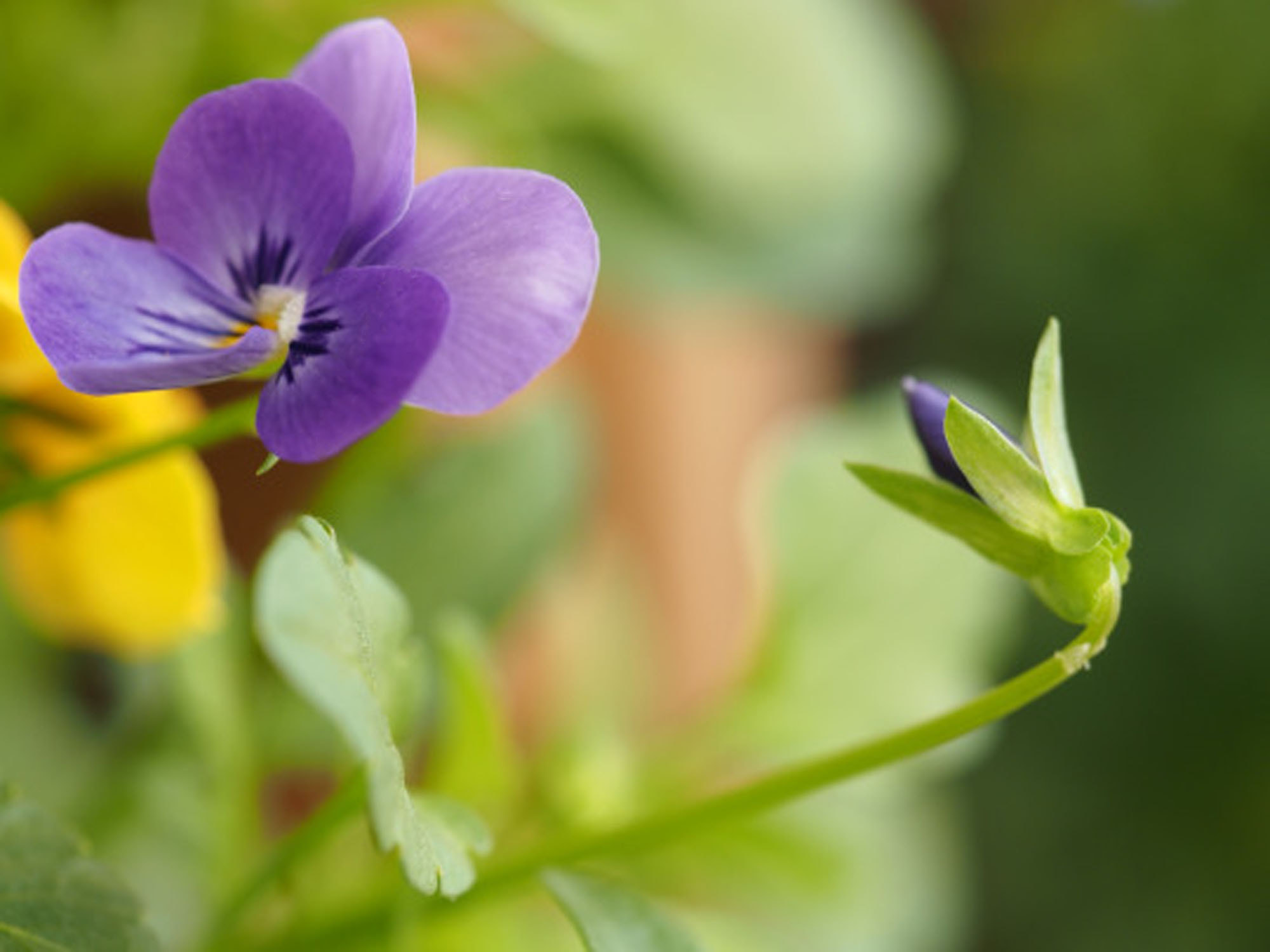 Olympus PEN E-PM1 + Olympus M.Zuiko Digital ED 60mm F2.8 Macro sample photo. Sumire ～ violet photography