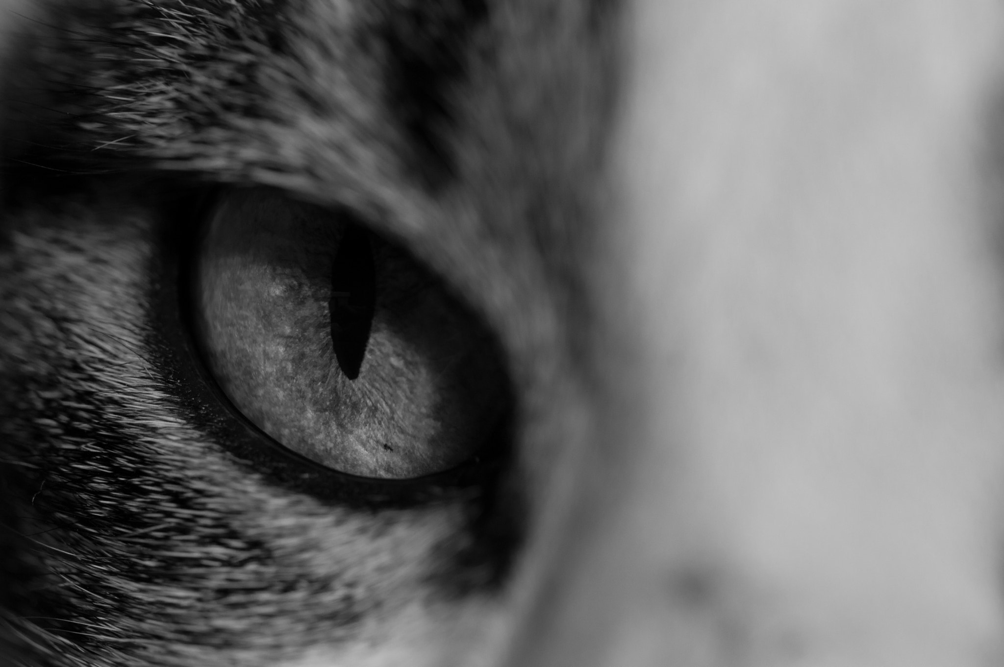 Nikon D3200 sample photo. Focus photography