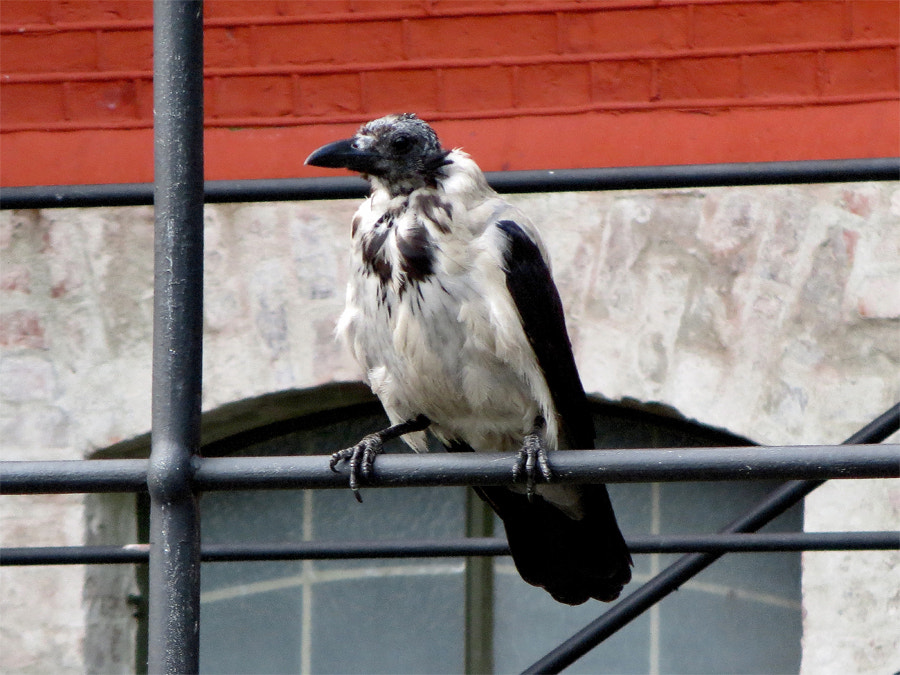 Canon PowerShot N sample photo. Img photography