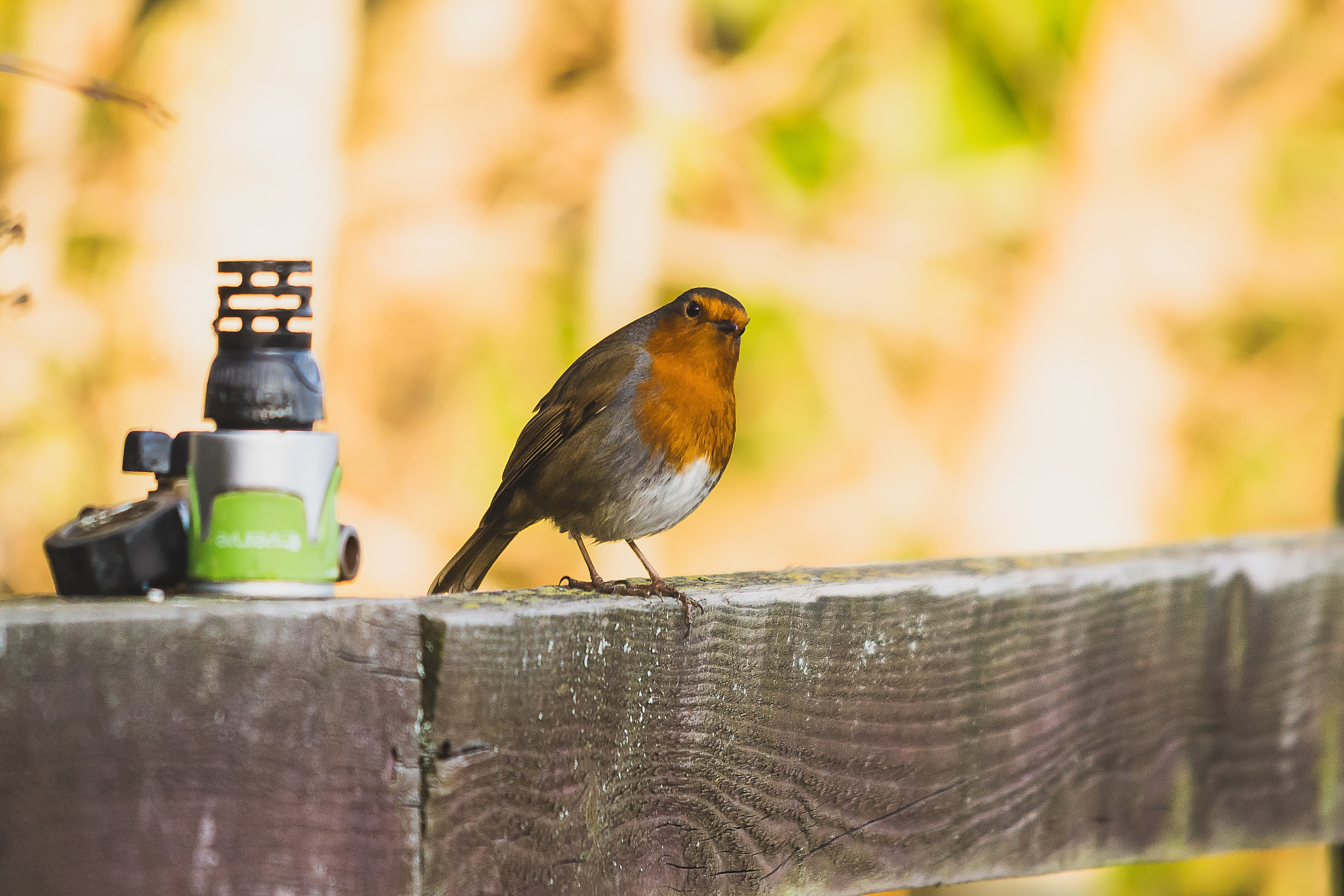 Sigma 150-500mm F5-6.3 DG OS HSM sample photo. Cheeky chappy photography