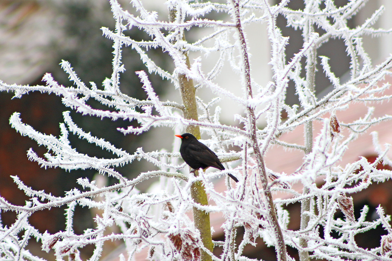 Canon EOS 100D (EOS Rebel SL1 / EOS Kiss X7) + EF75-300mm f/4-5.6 sample photo. Frost photography