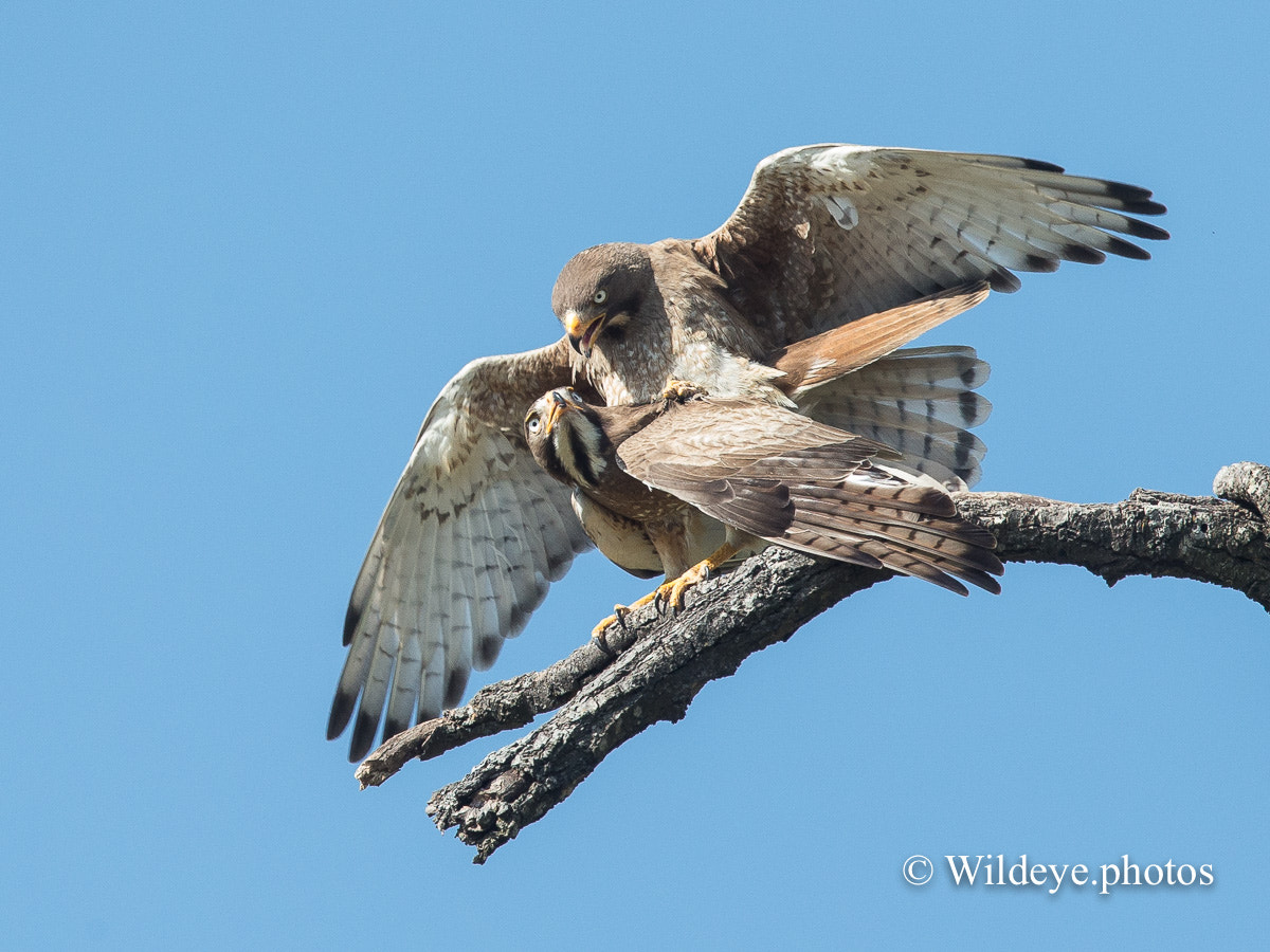 Canon EOS-1D X + Canon EF 600mm F4L IS II USM sample photo. White-eyed buzzards photography