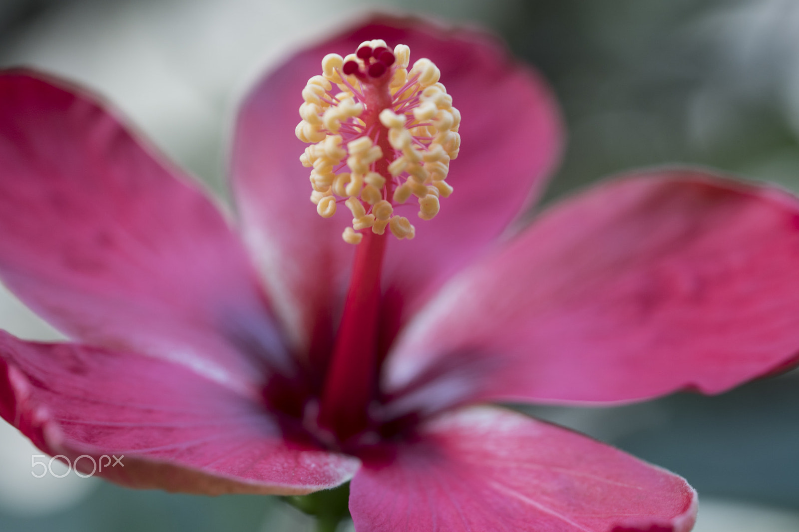 Sony a6500 + Sony FE 90mm F2.8 Macro G OSS sample photo. Flower pollen 2 photography