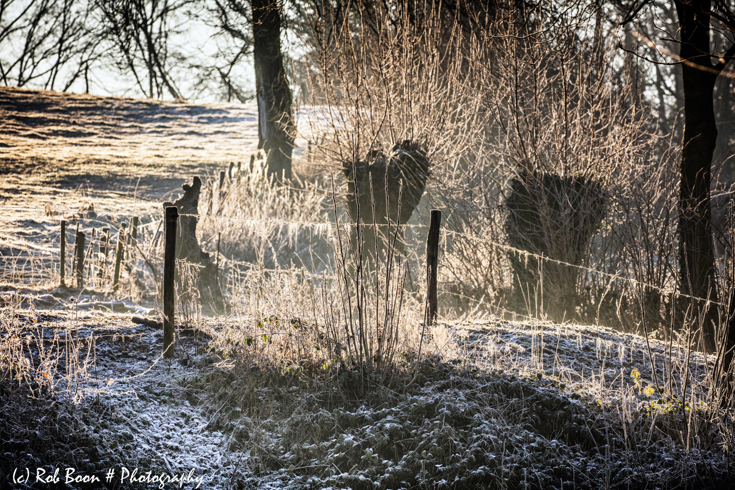Canon EOS 5DS sample photo. Frost delight @ mheer photography