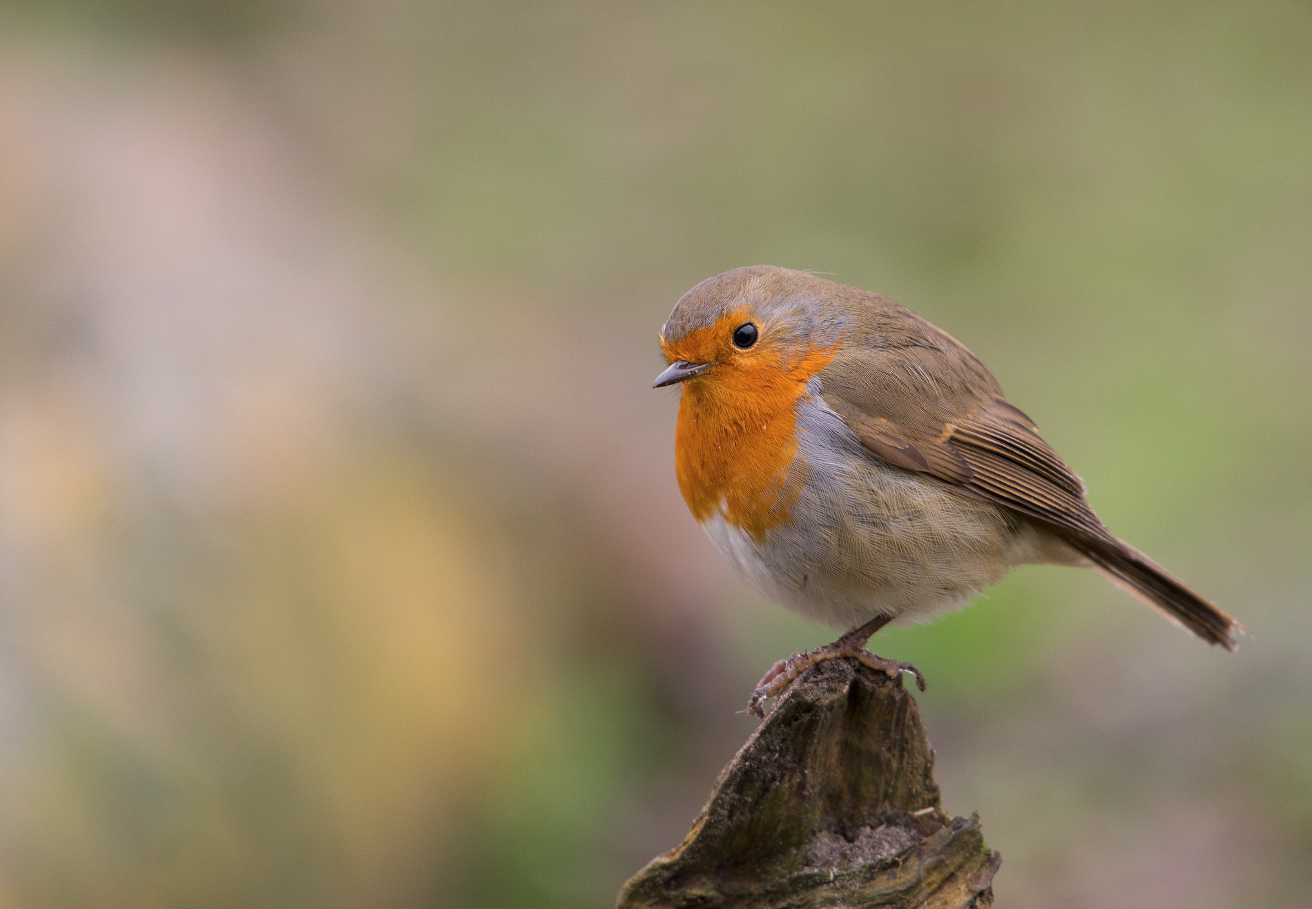 Nikon AF-S Nikkor 200-500mm F5.6E ED VR sample photo. Robin photography