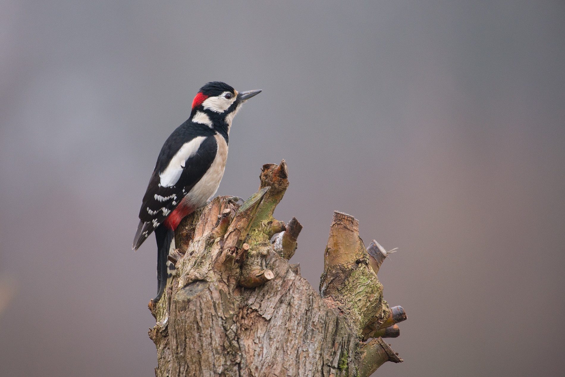 Nikon AF-S Nikkor 200-500mm F5.6E ED VR sample photo. Great spotted woodpecker photography