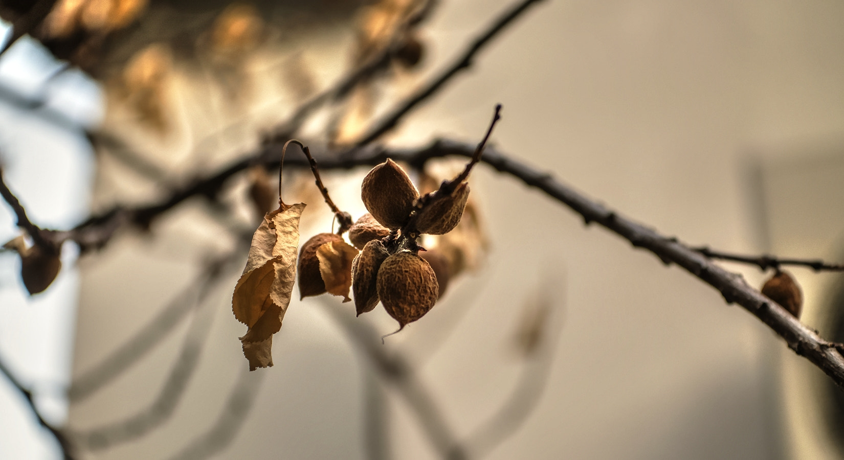 Samsung NX1 + NX 50-150mm F2.8 S sample photo