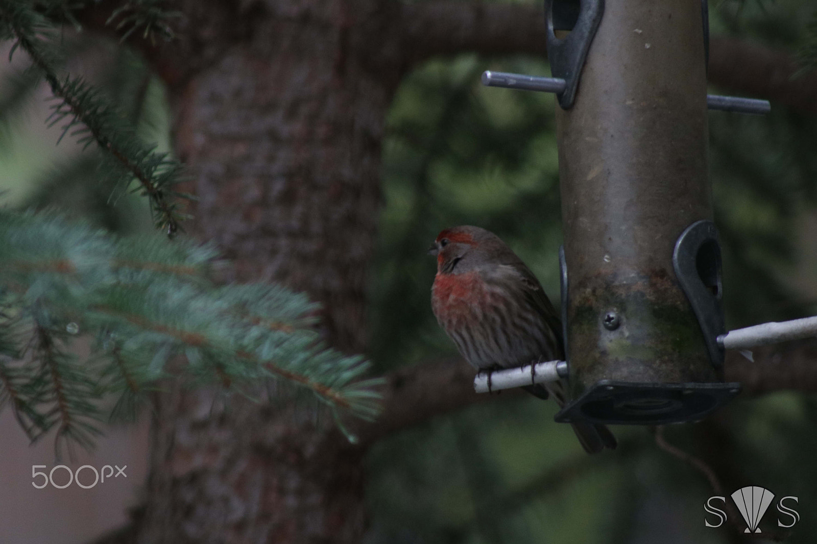 Canon EOS 750D (EOS Rebel T6i / EOS Kiss X8i) sample photo. Finch resting photography
