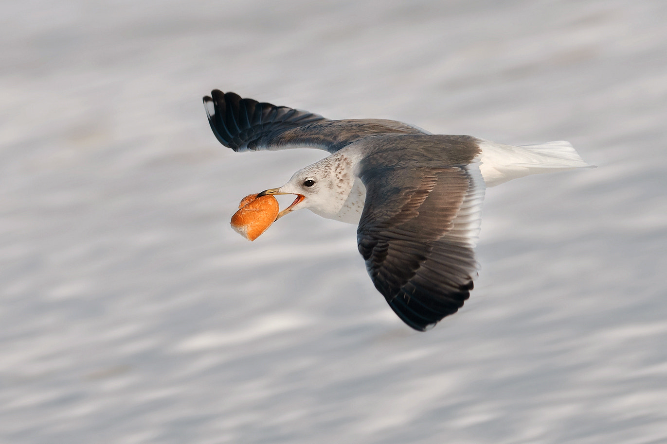 Nikon AF-S Nikkor 300mm F2.8G ED-IF VR sample photo. Big catch photography