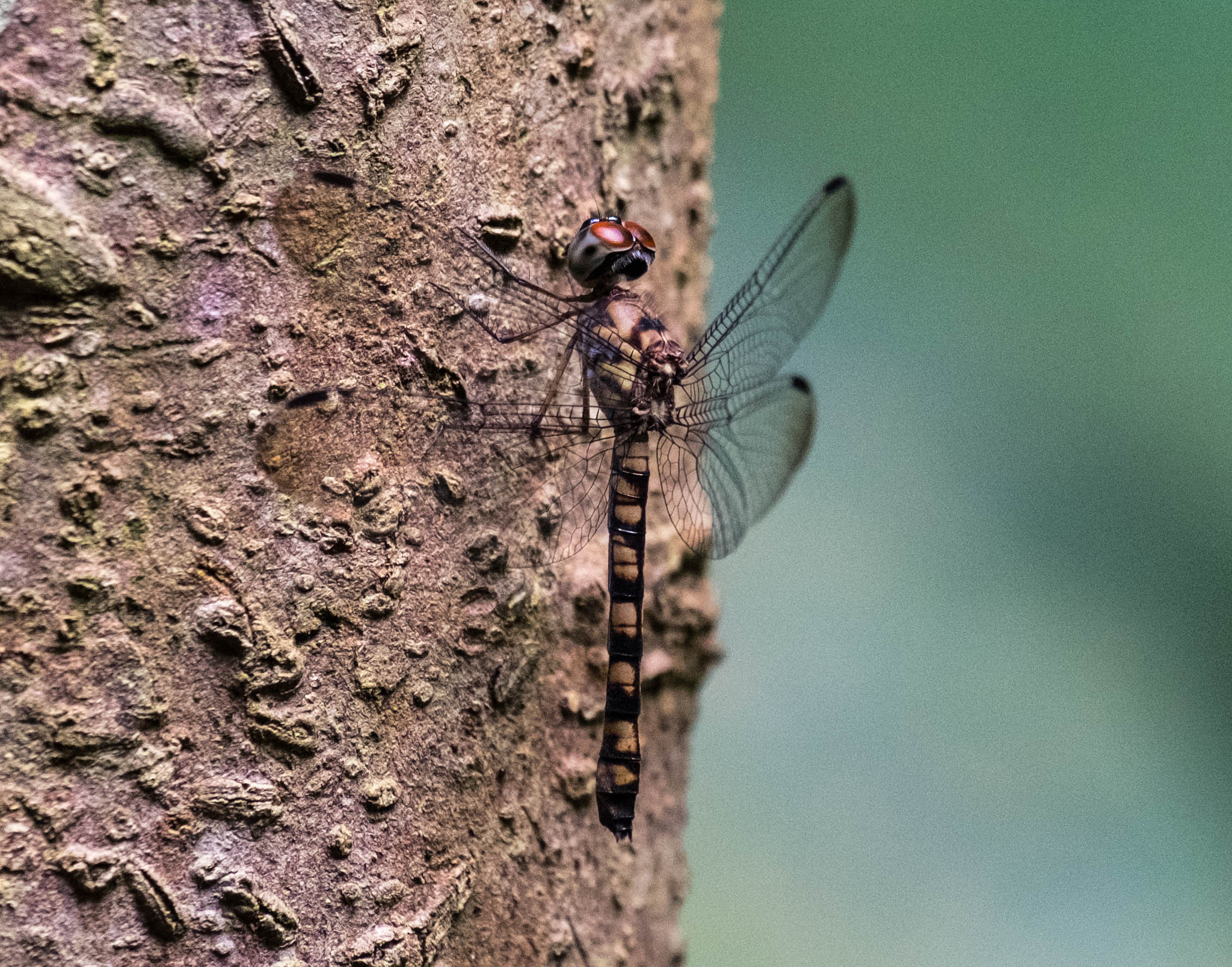 Fujifilm X-T1 + Fujifilm XC 50-230mm F4.5-6.7 OIS sample photo. Dragonfly on trunk photography