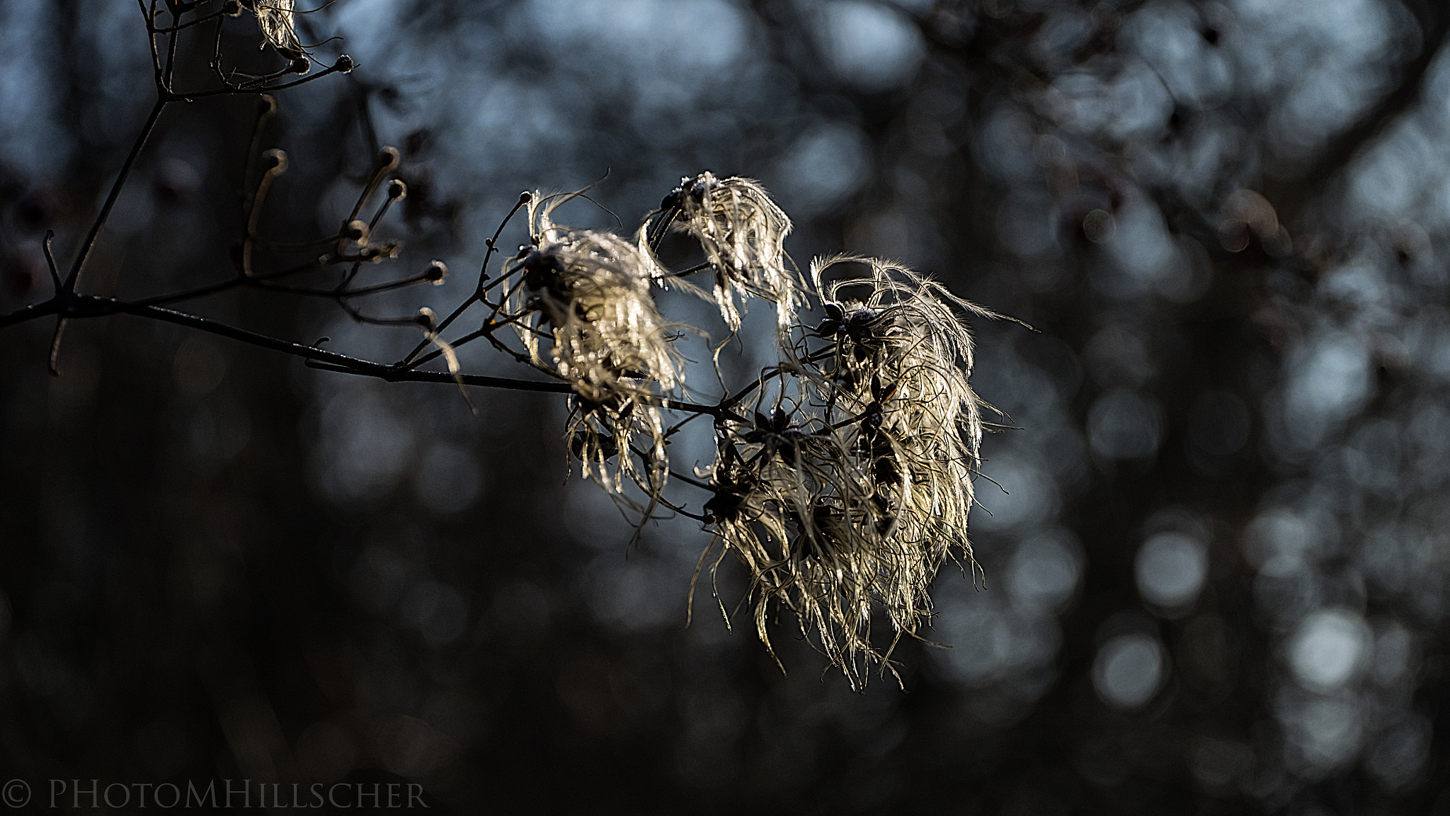 Fujifilm X-T1 + ZEISS Touit 50mm F2.8 sample photo. Sun-kissed photography