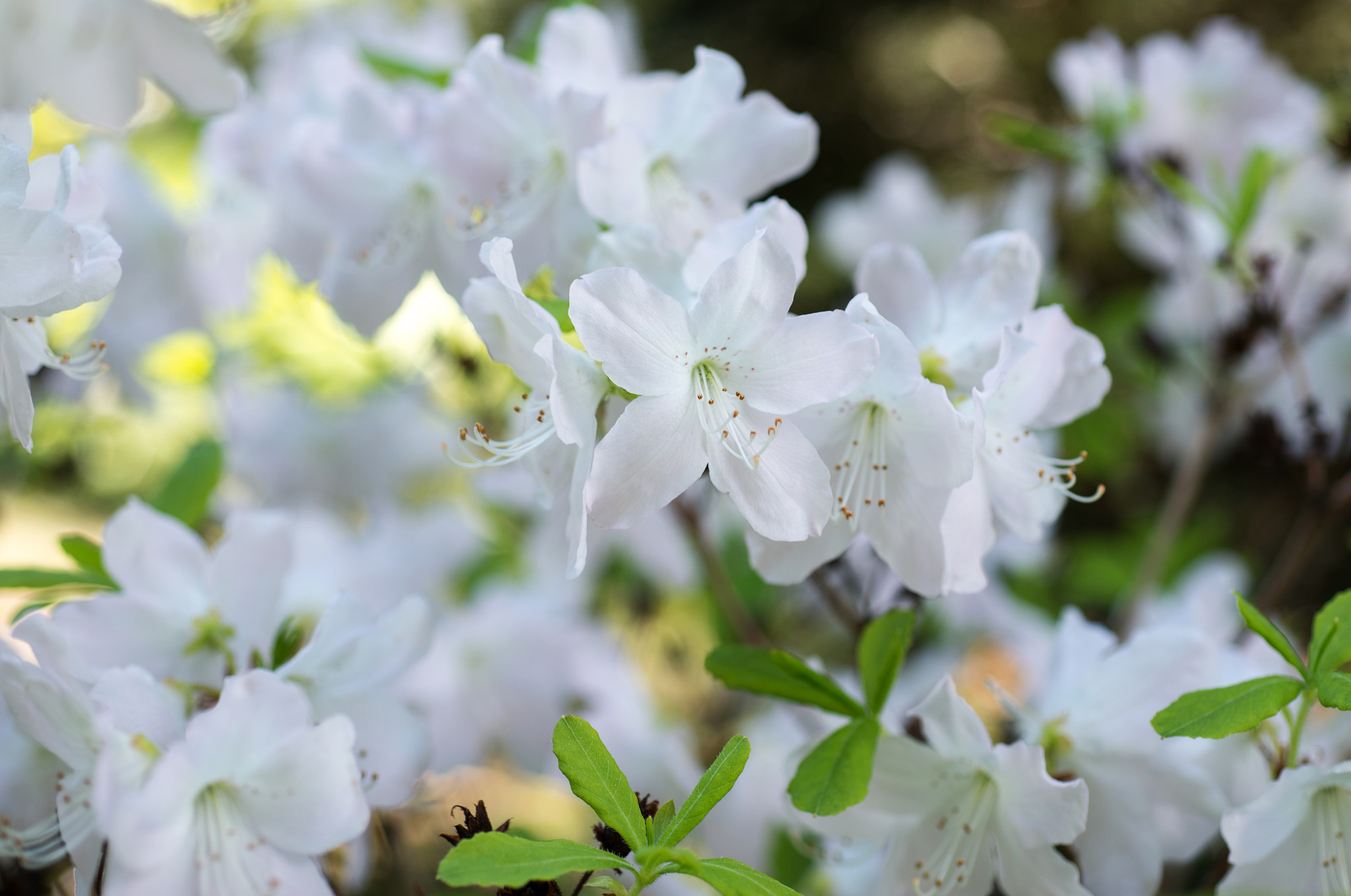 Nikon D800 + Nikon AF Micro-Nikkor 60mm F2.8D sample photo. Rhododendron photography