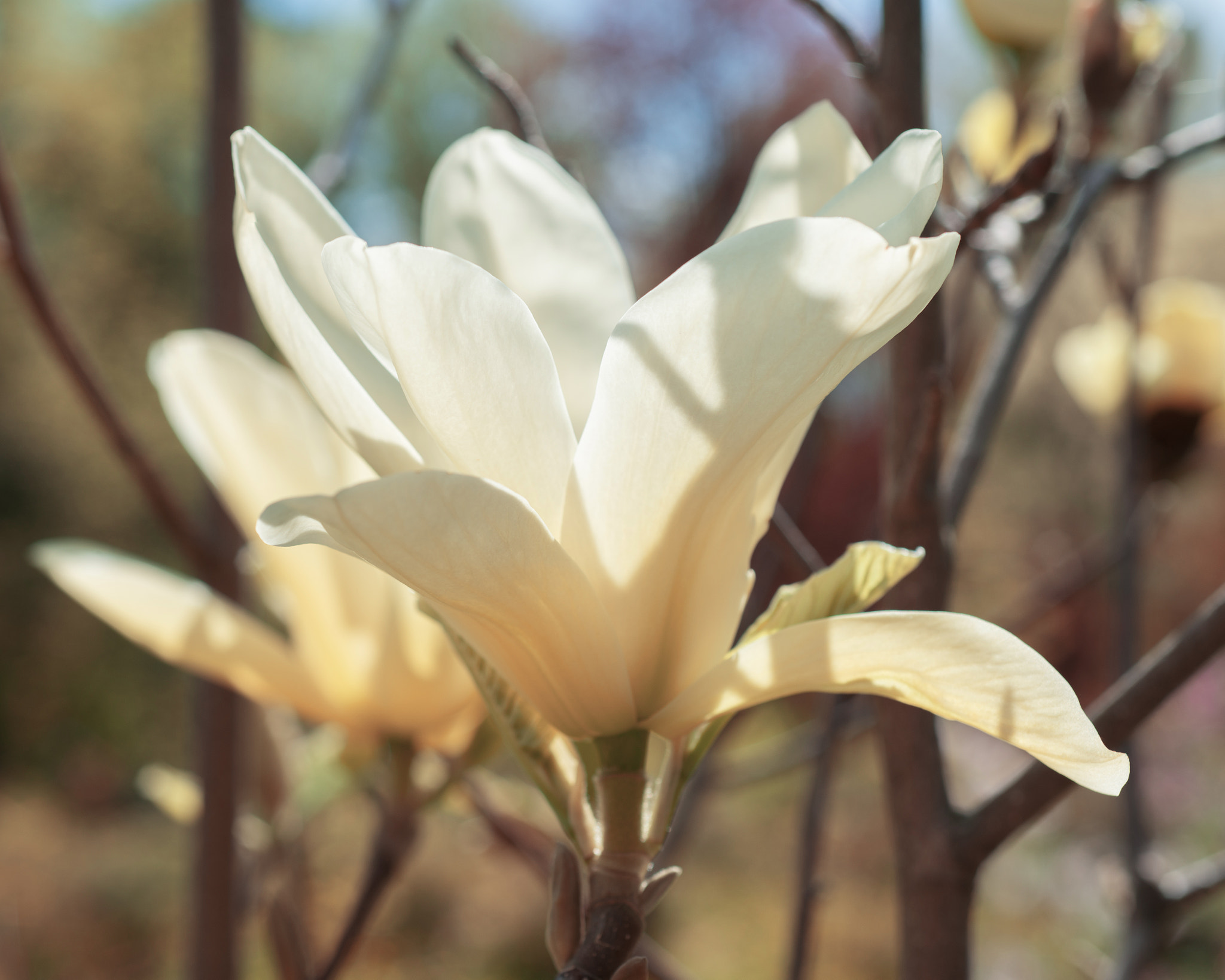 Nikon D800 + Nikon AF Micro-Nikkor 60mm F2.8D sample photo. Magnolia photography