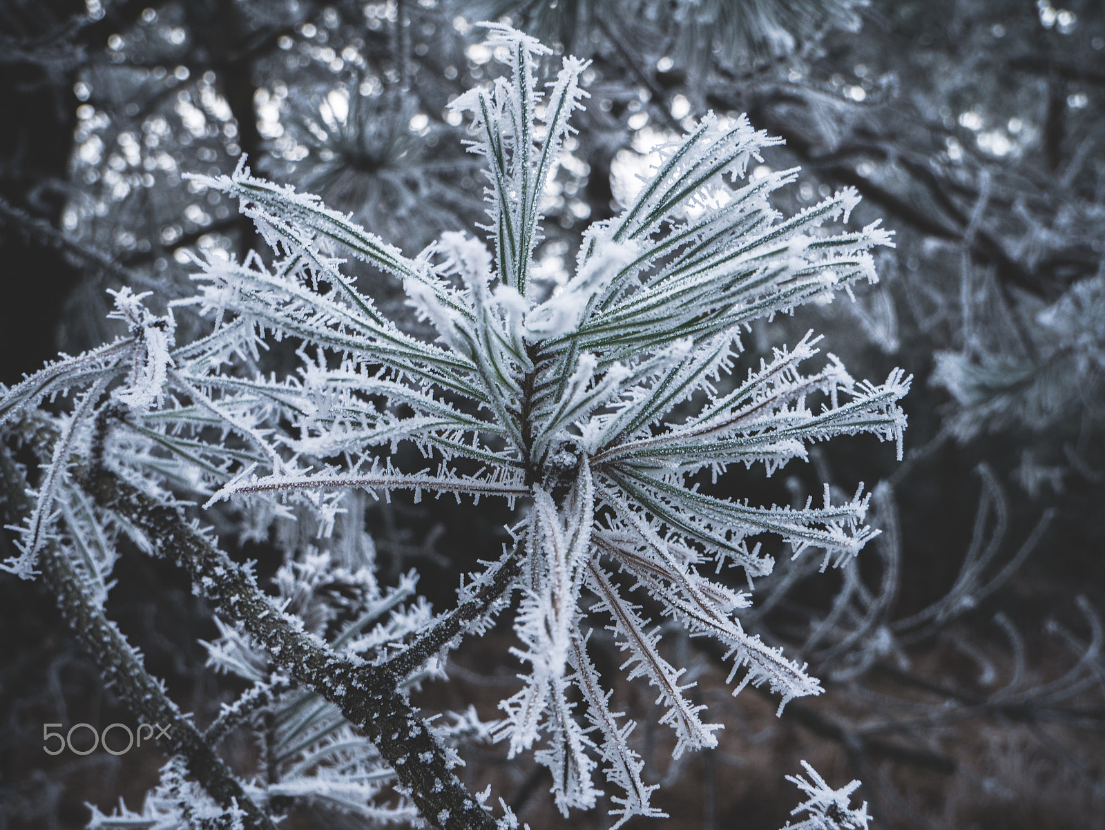 LUMIX G VARIO 12-60/F3.5-5.6 sample photo. Frozen pine tree photography