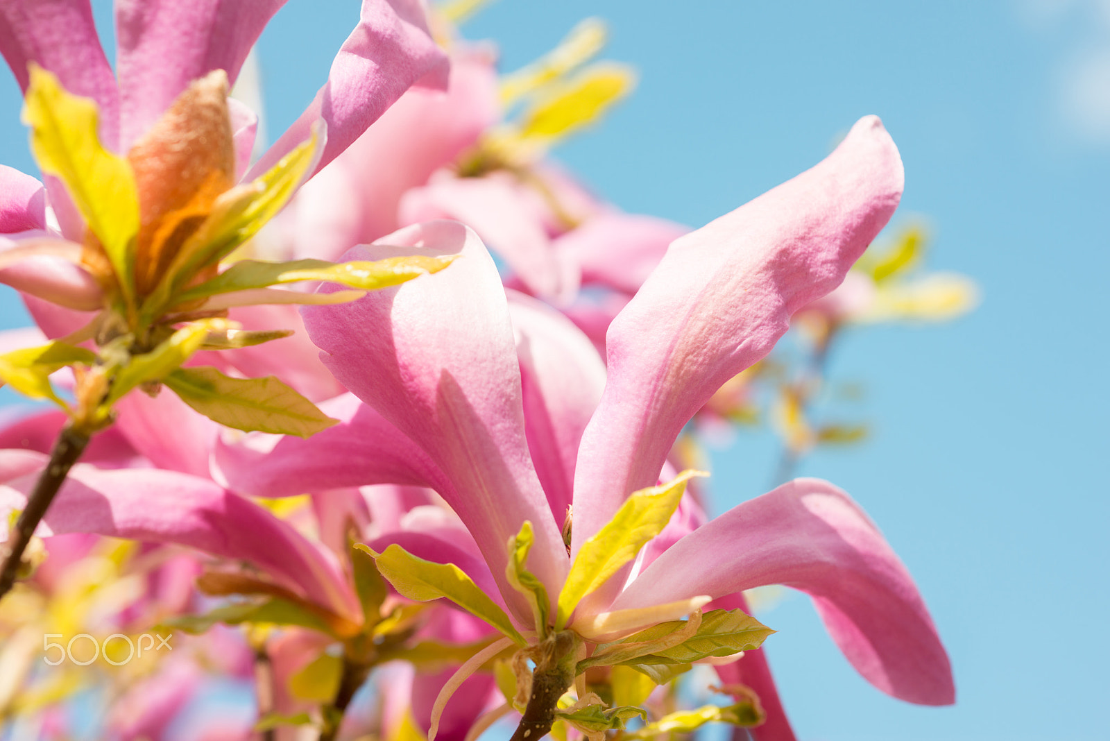 Nikon D800 + Nikon AF Micro-Nikkor 60mm F2.8D sample photo. Magnolia photography