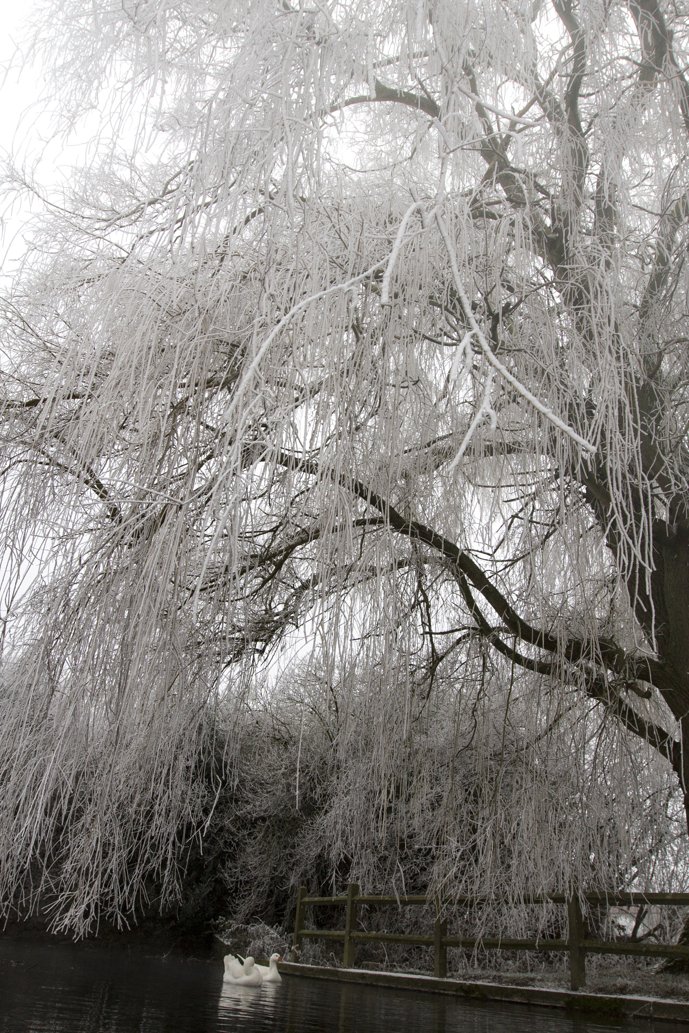Canon EOS 60D sample photo. Weeping willow photography