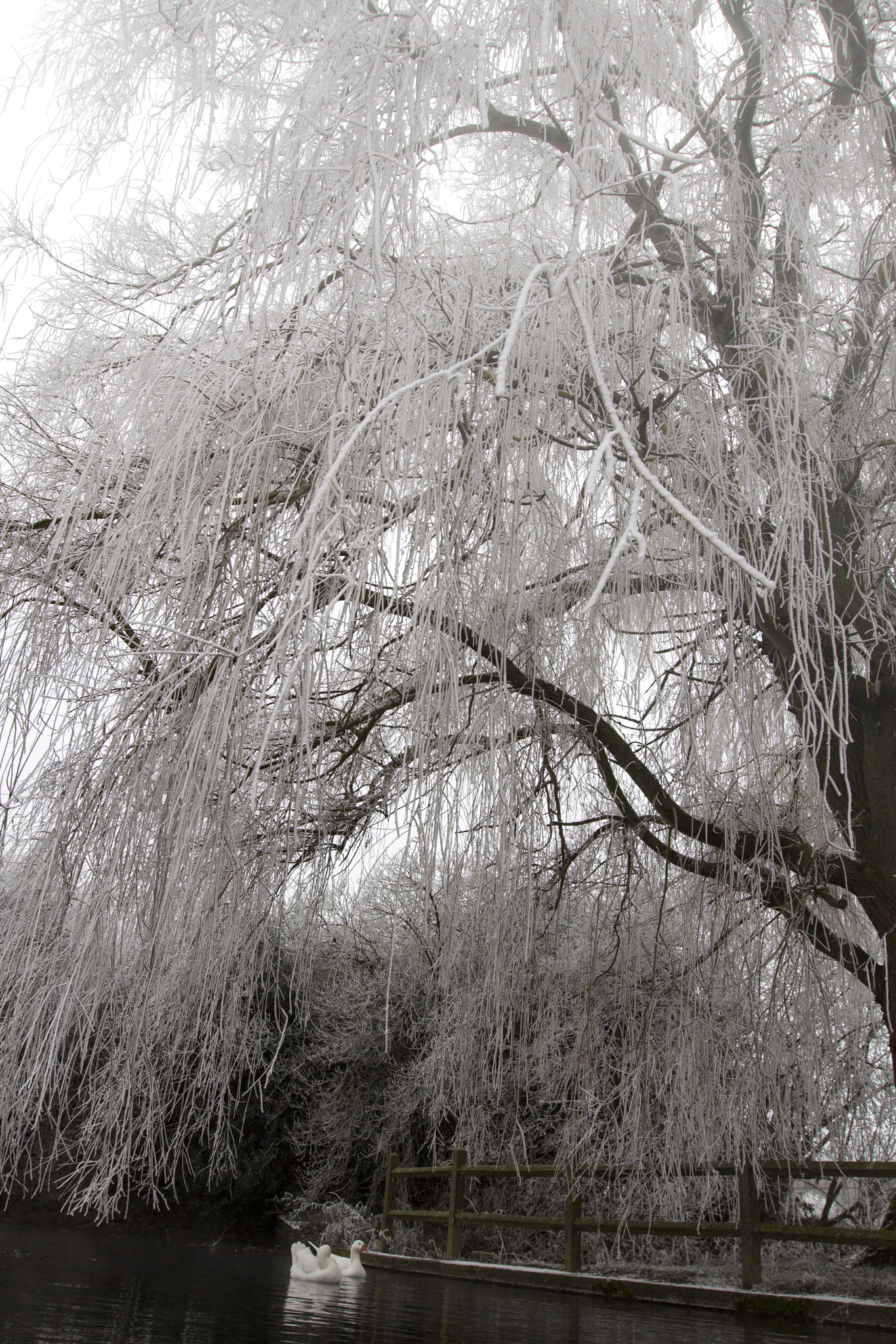 Canon EF 16-35mm F2.8L II USM sample photo. Weeping willow photography
