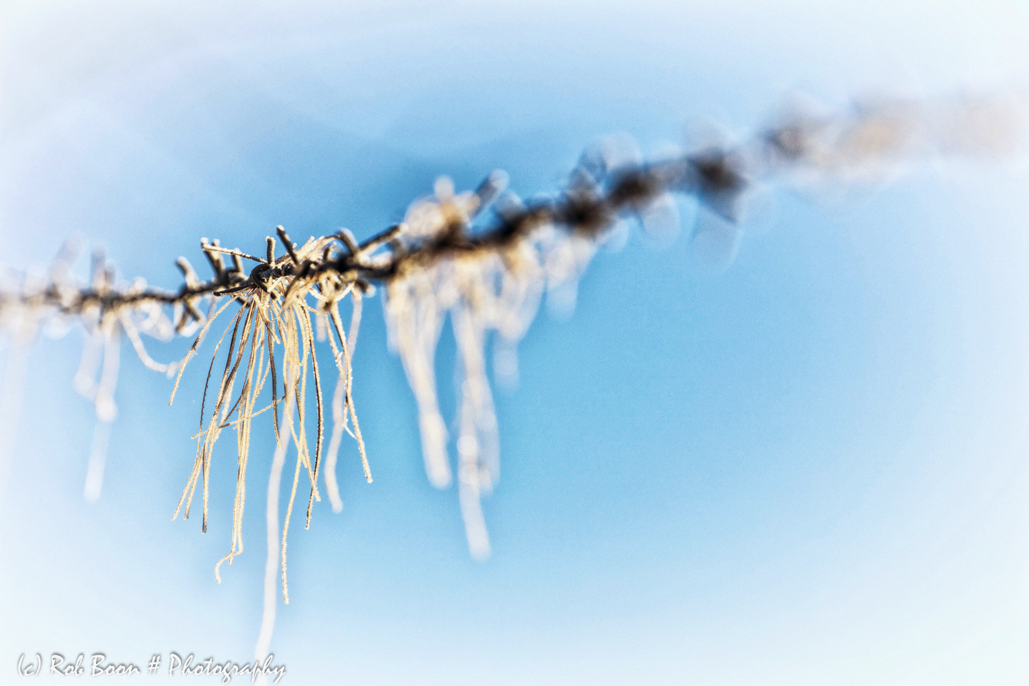 Canon EOS 5DS sample photo. Frost delight 2 photography