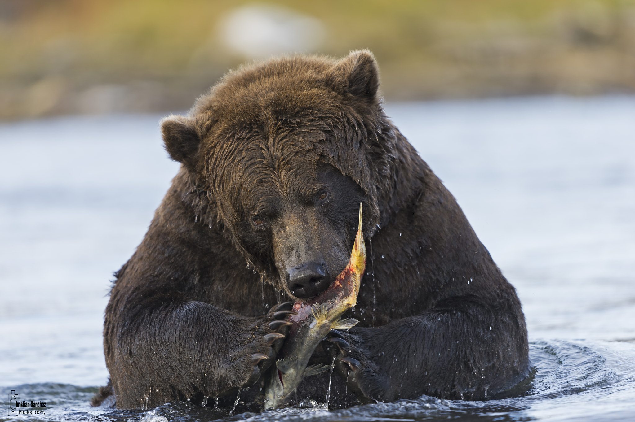 Nikon D4 + Nikon AF-S Nikkor 600mm F4G ED VR sample photo. Grizzly bear photography