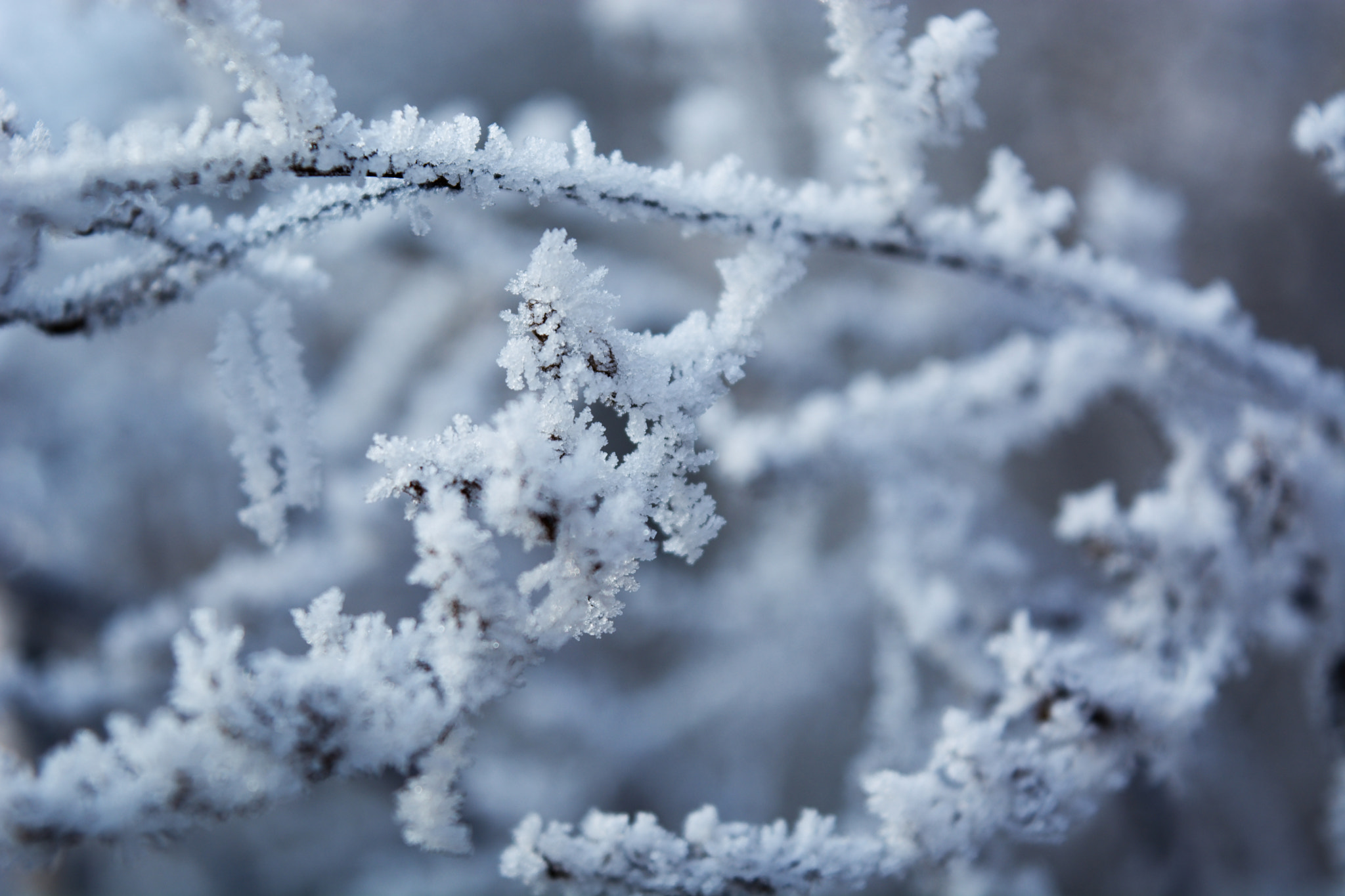 Nikon D5200 sample photo. Hoarfrost photography