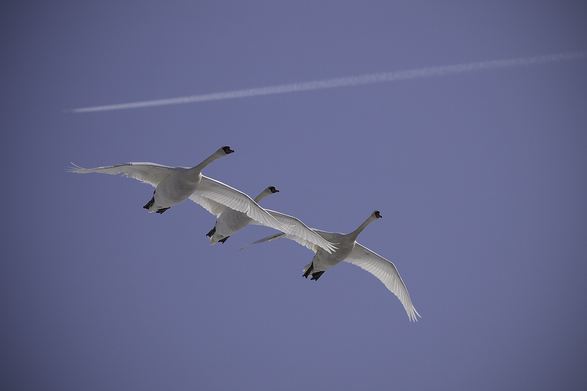 Canon EF 300mm F4L IS USM sample photo. Mute swans and airplain. photography