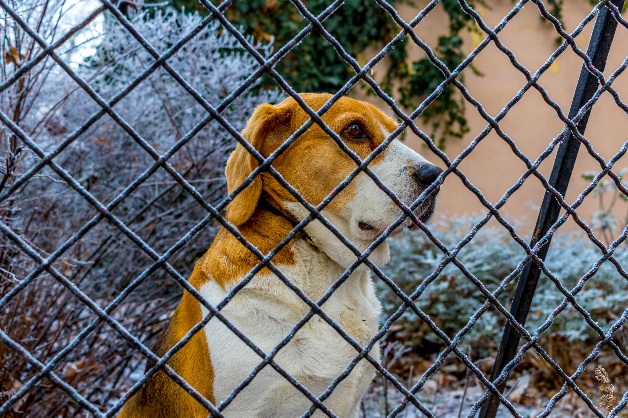 Canon EF-S 24mm F2.8 STM sample photo. New year's dog photography