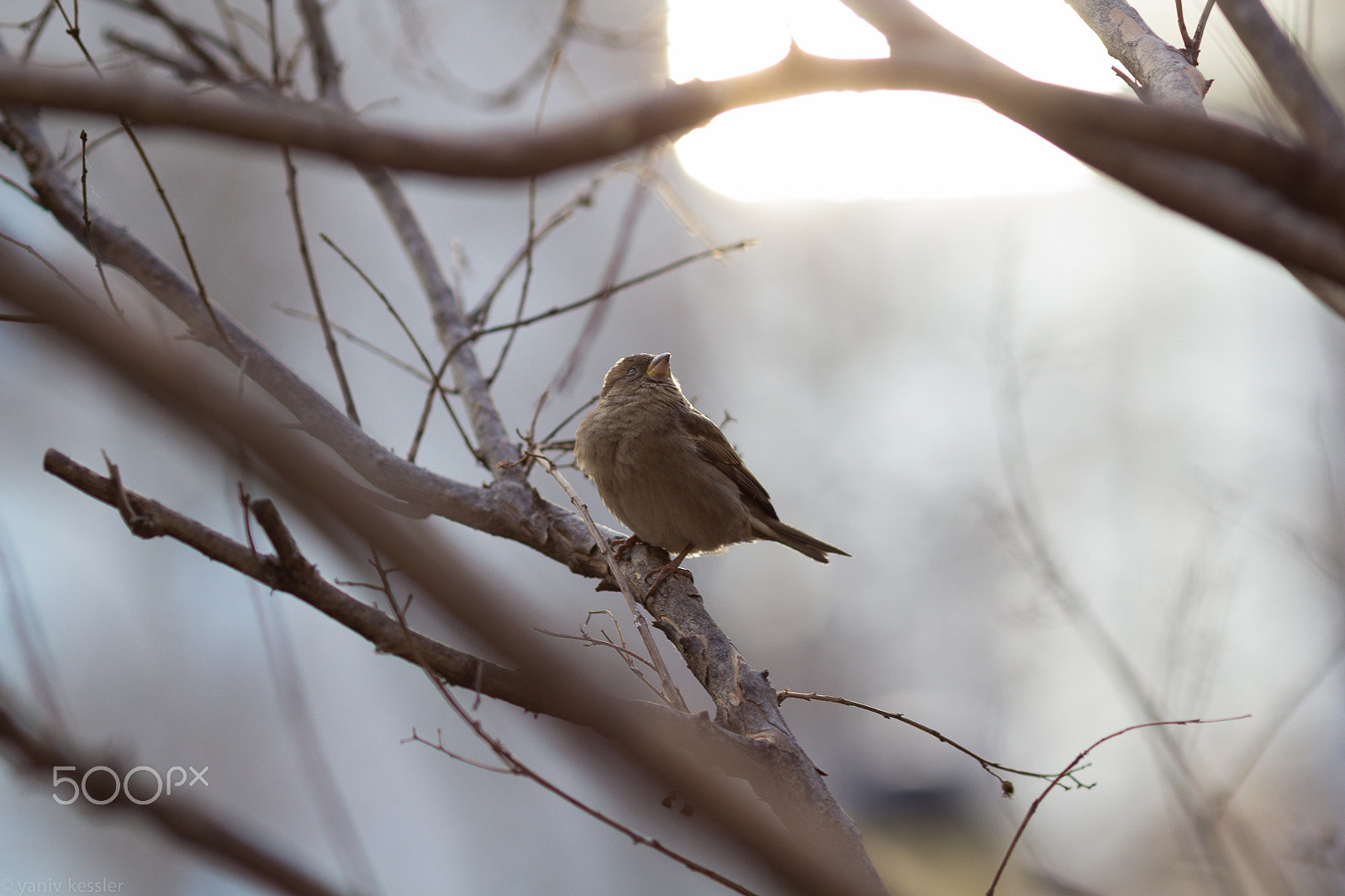 Canon EOS 60D + Canon EF 135mm F2L USM sample photo. Pycnonotus new yorkus photography